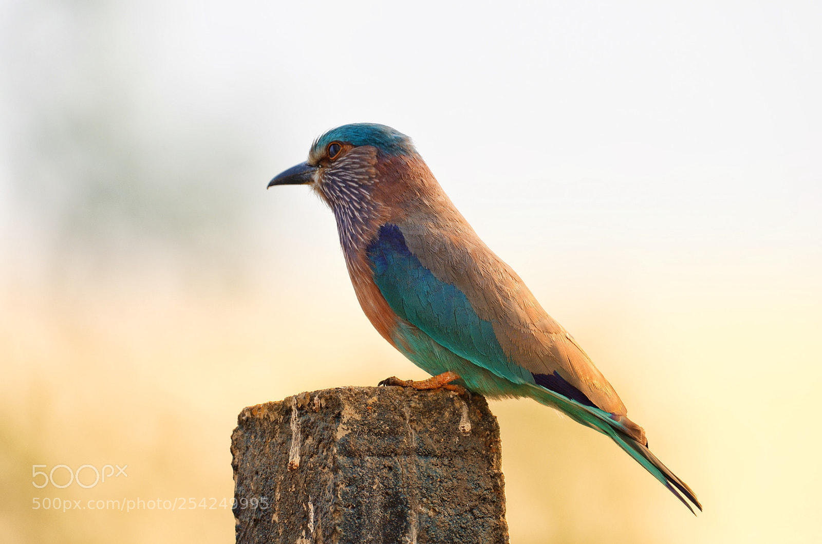 Nikon D5100 sample photo. Indian roller photography