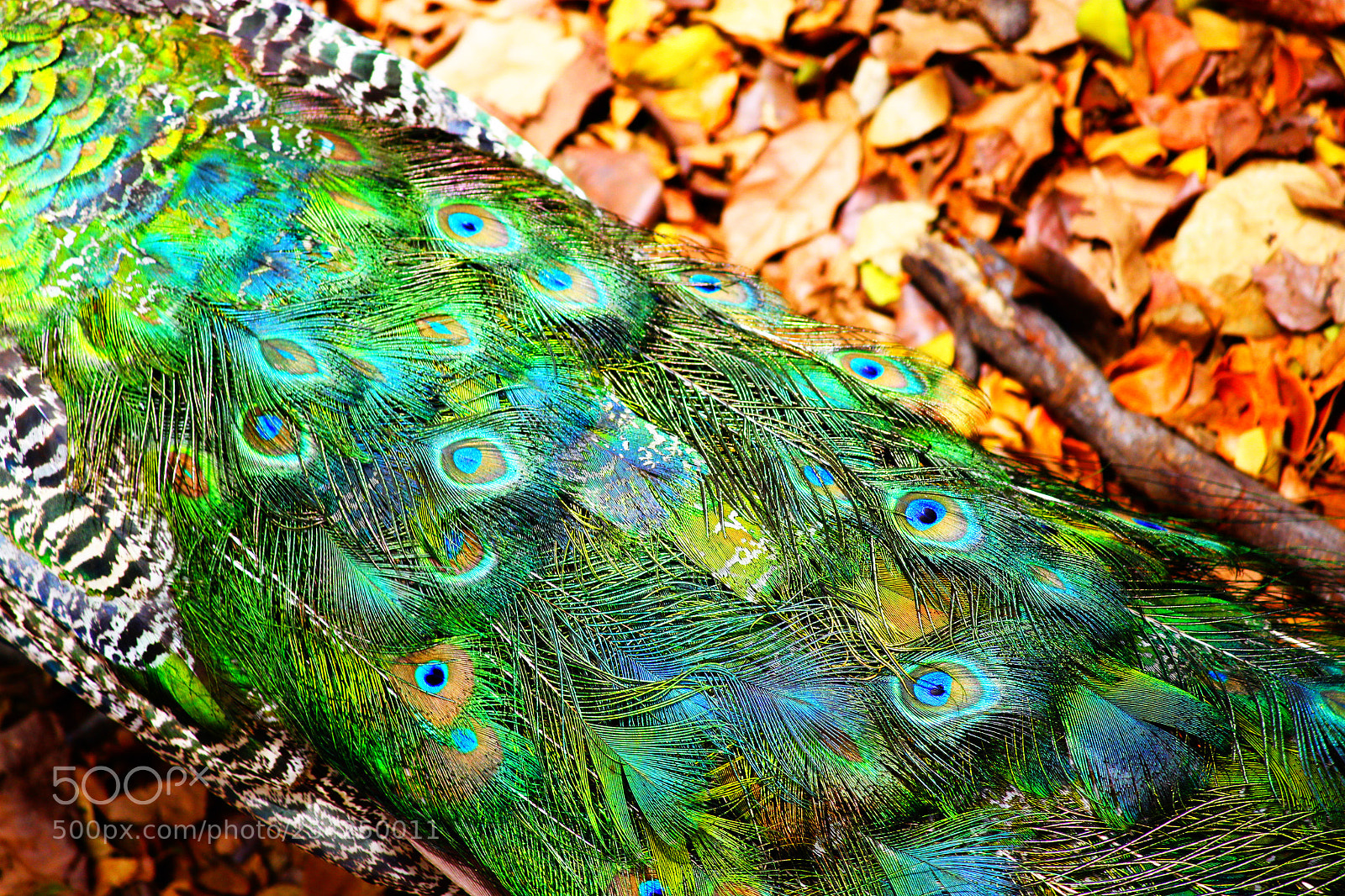 Canon EOS 700D (EOS Rebel T5i / EOS Kiss X7i) sample photo. Designer wear by nature photography