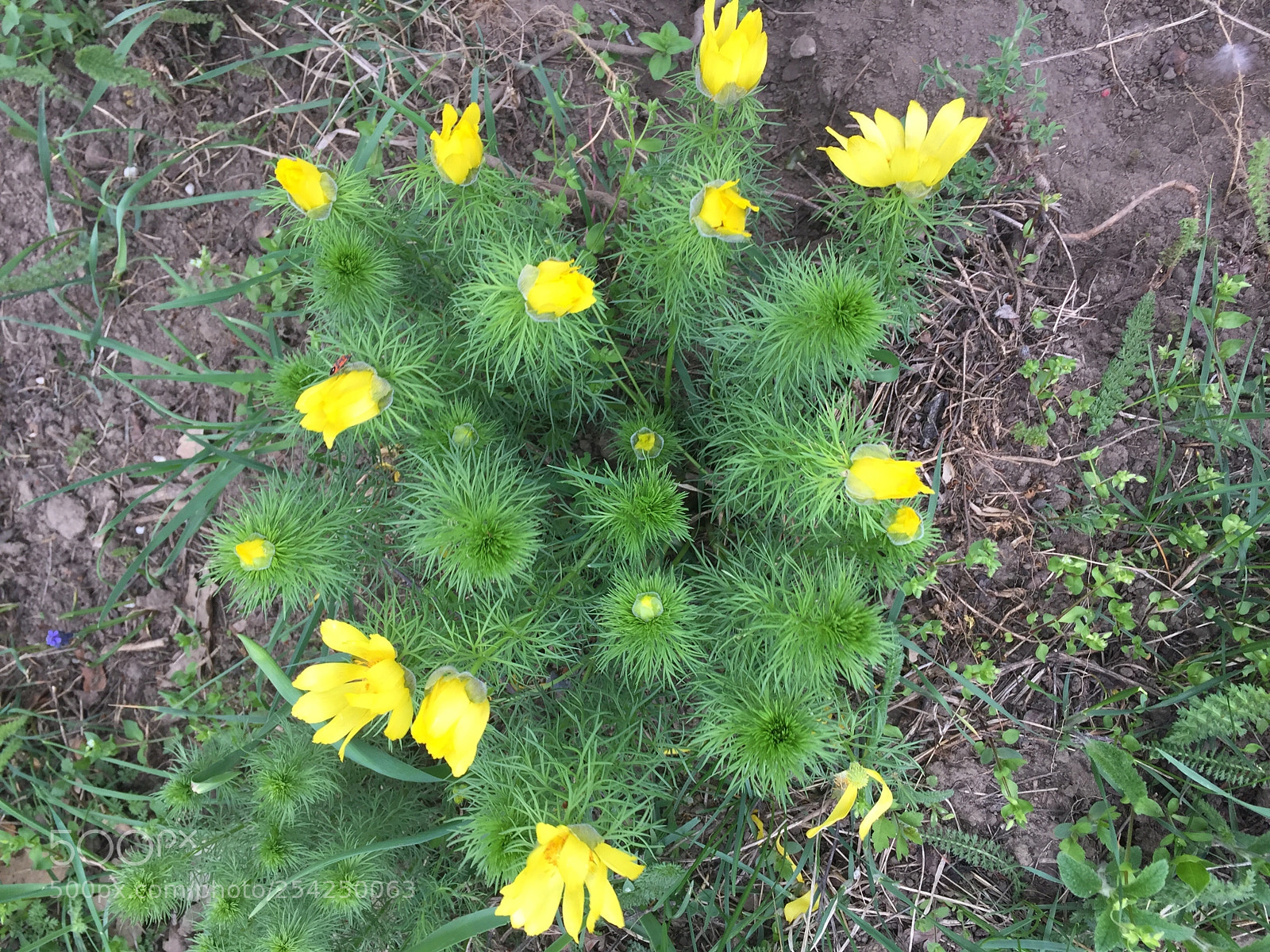 Apple iPhone 6 sample photo. Untitled photography