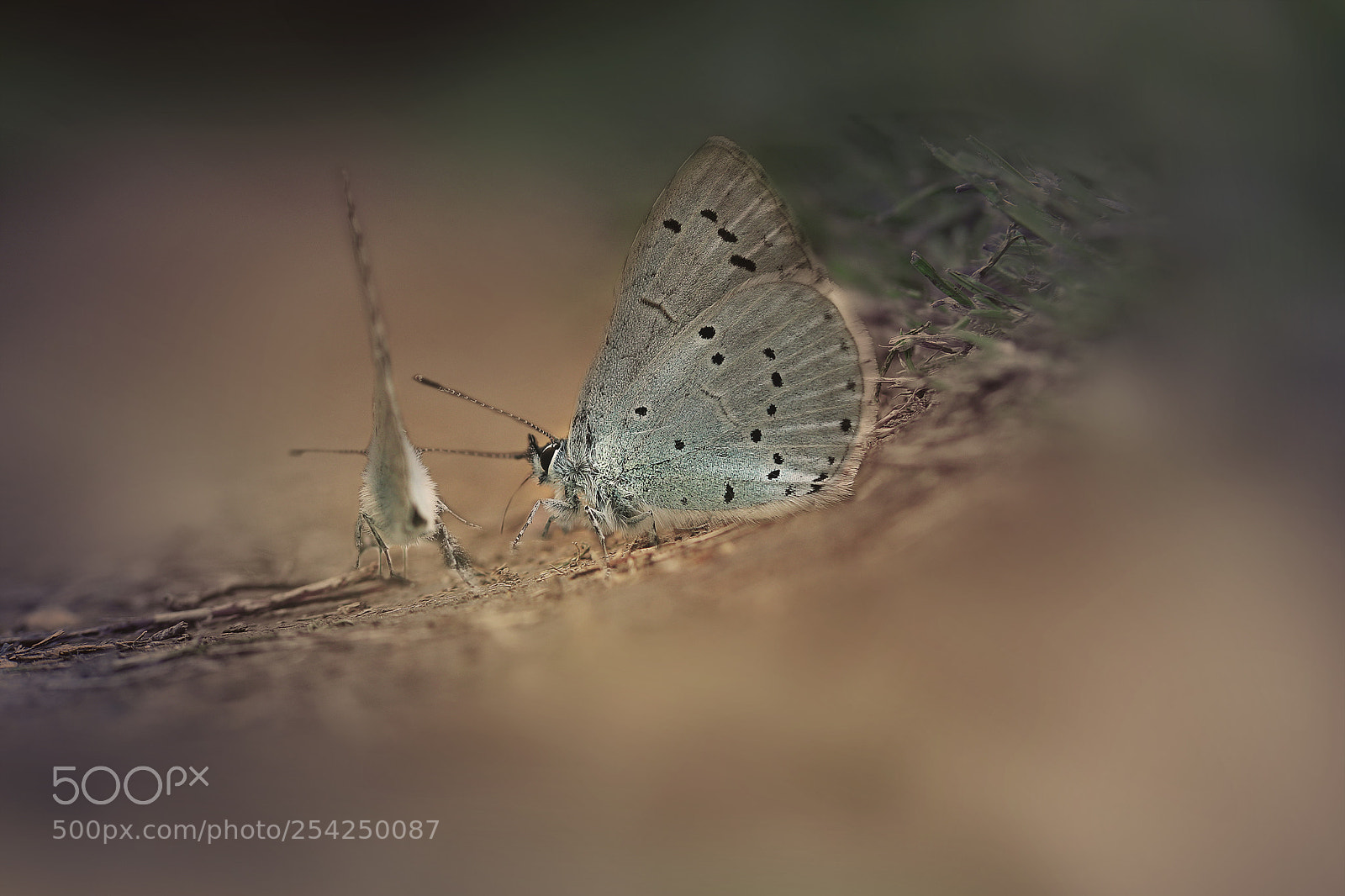 Canon EOS 80D sample photo. Butterflies photography