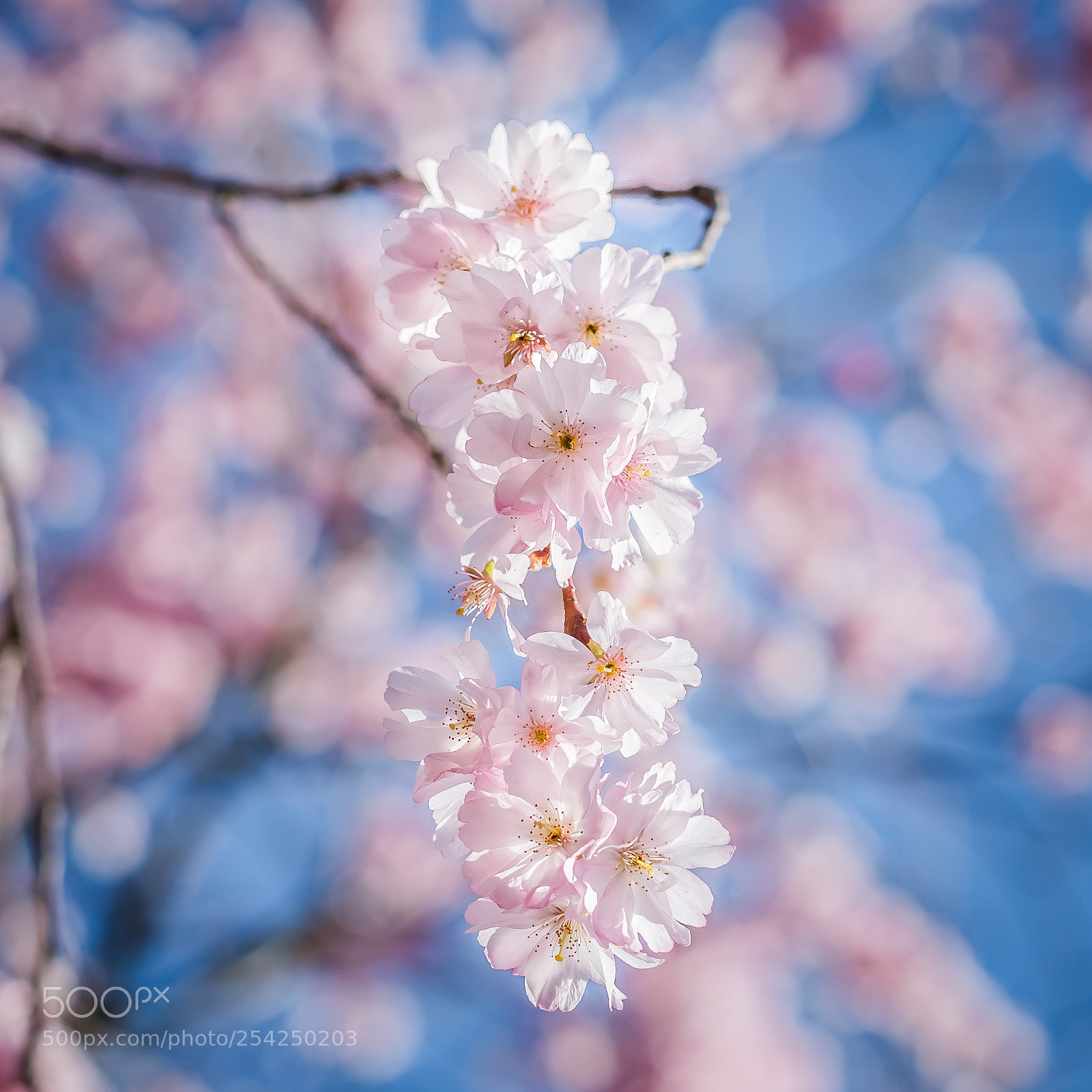Olympus OM-D E-M1 Mark II sample photo. Rosa photography