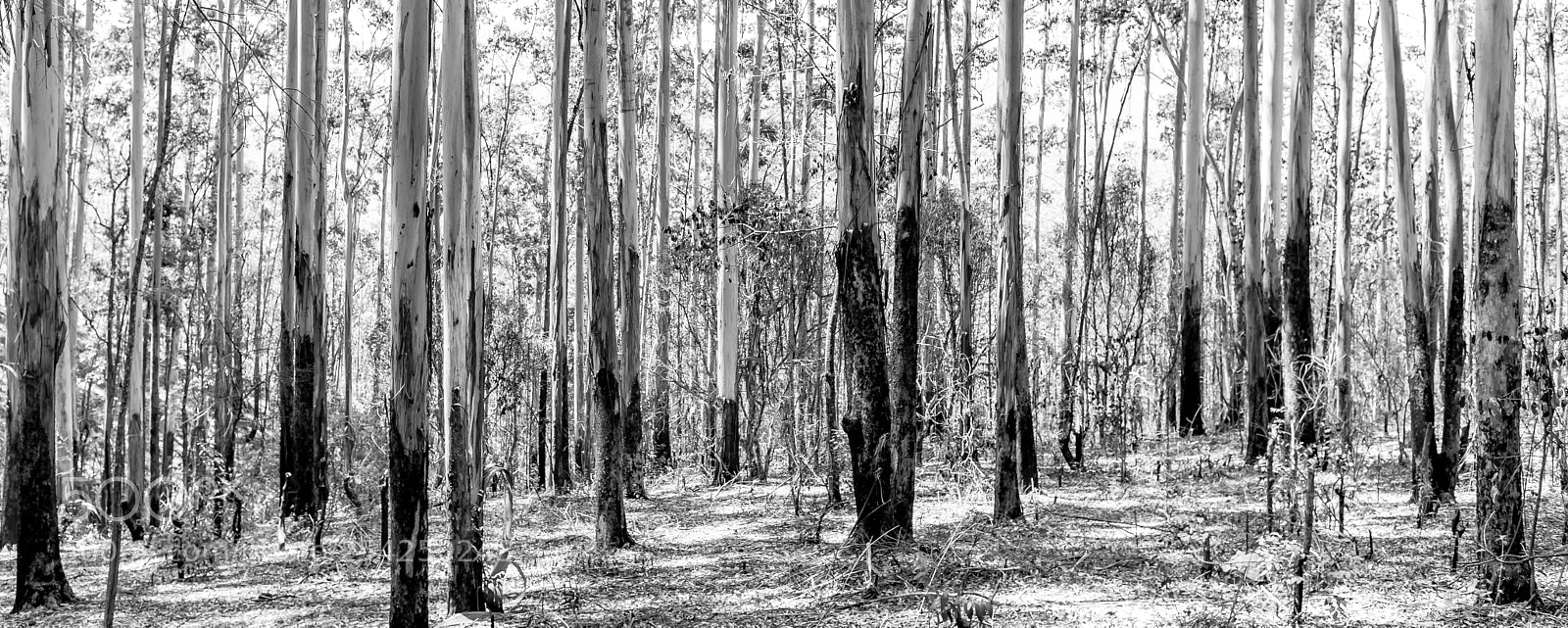 Canon EOS 5D Mark IV sample photo. Birch trees photography