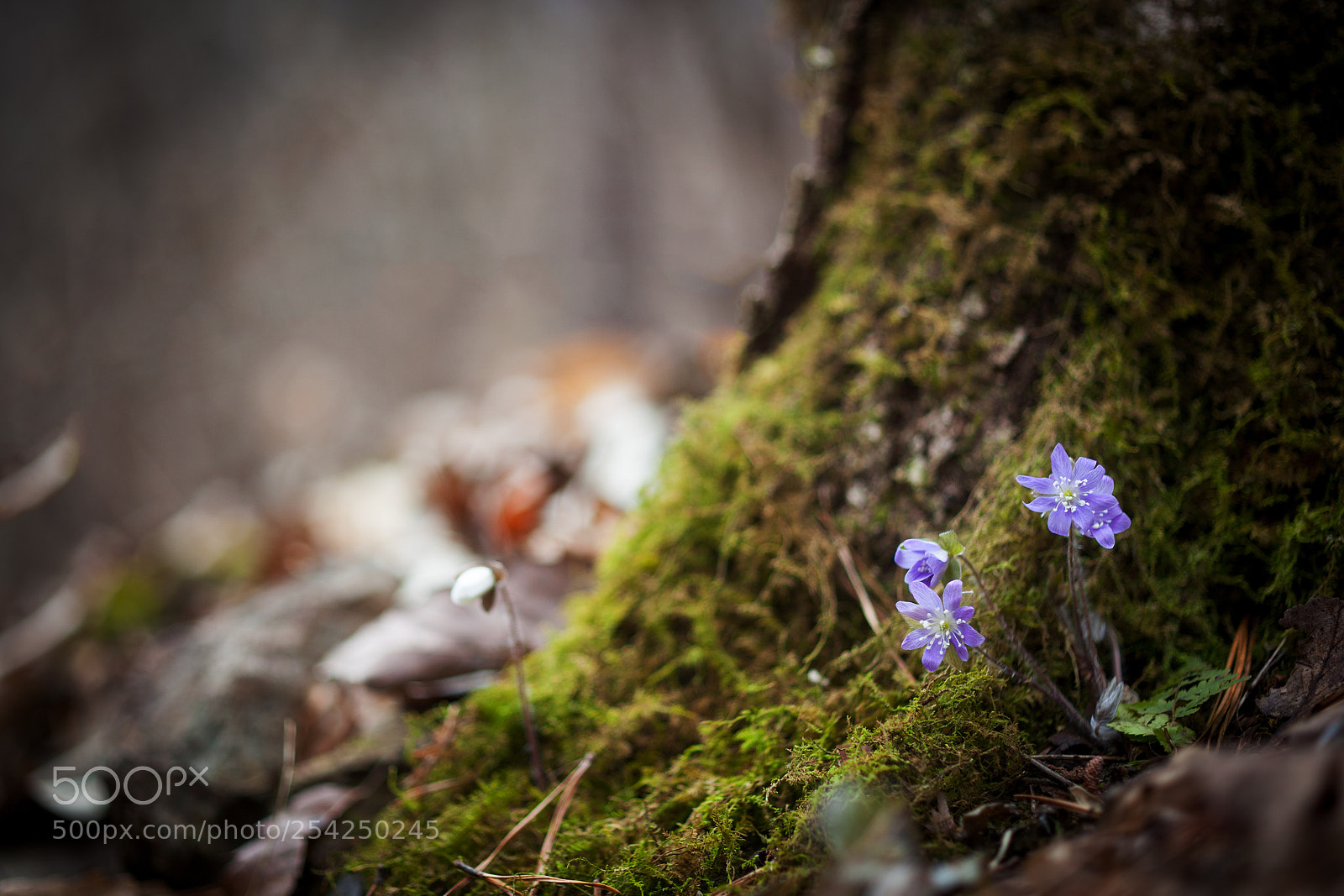 Canon EOS 5D Mark II sample photo. Spring flower.,.,.,.,, photography