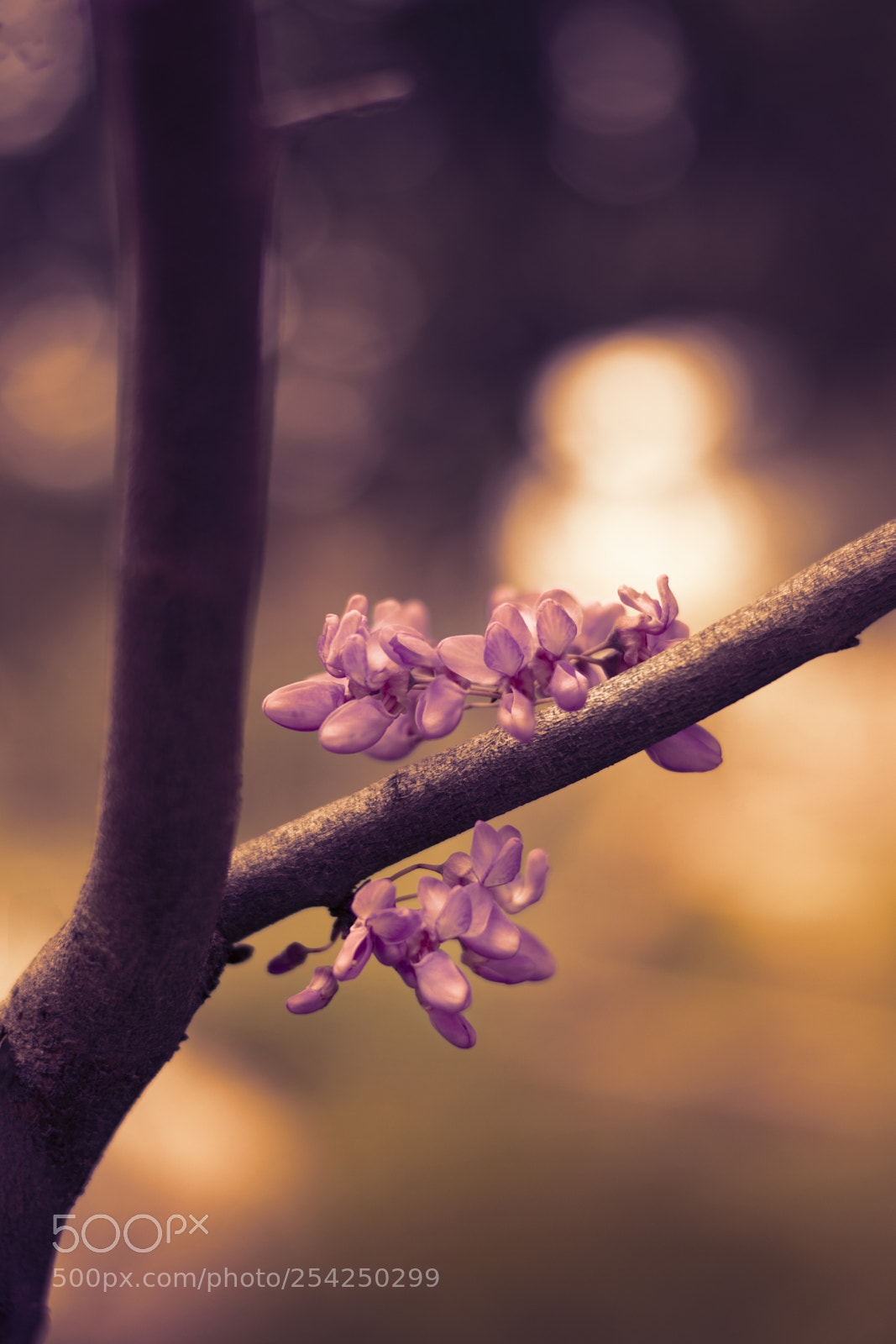 Nikon D5100 sample photo. ... photography