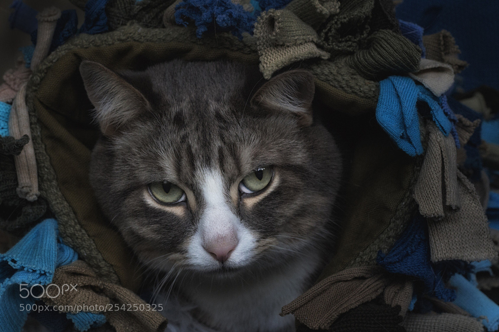 Canon EOS 700D (EOS Rebel T5i / EOS Kiss X7i) sample photo. Color palette photography