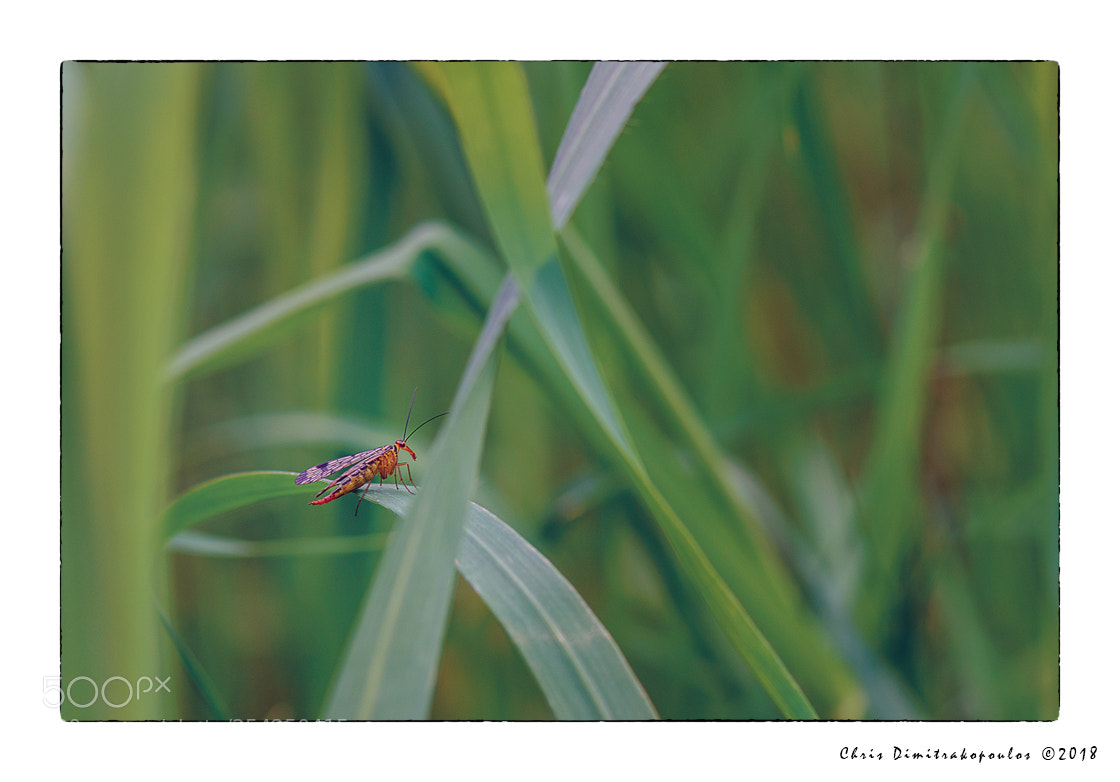 Nikon D7000 sample photo. Scorpionfly photography