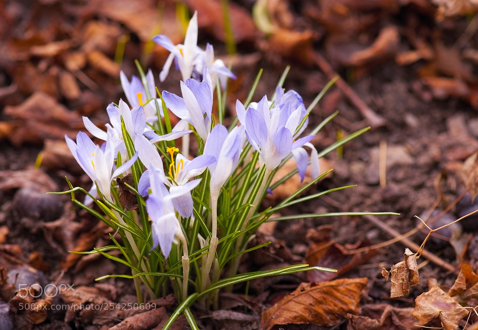 Nikon D700 sample photo. Just an attractive small photography