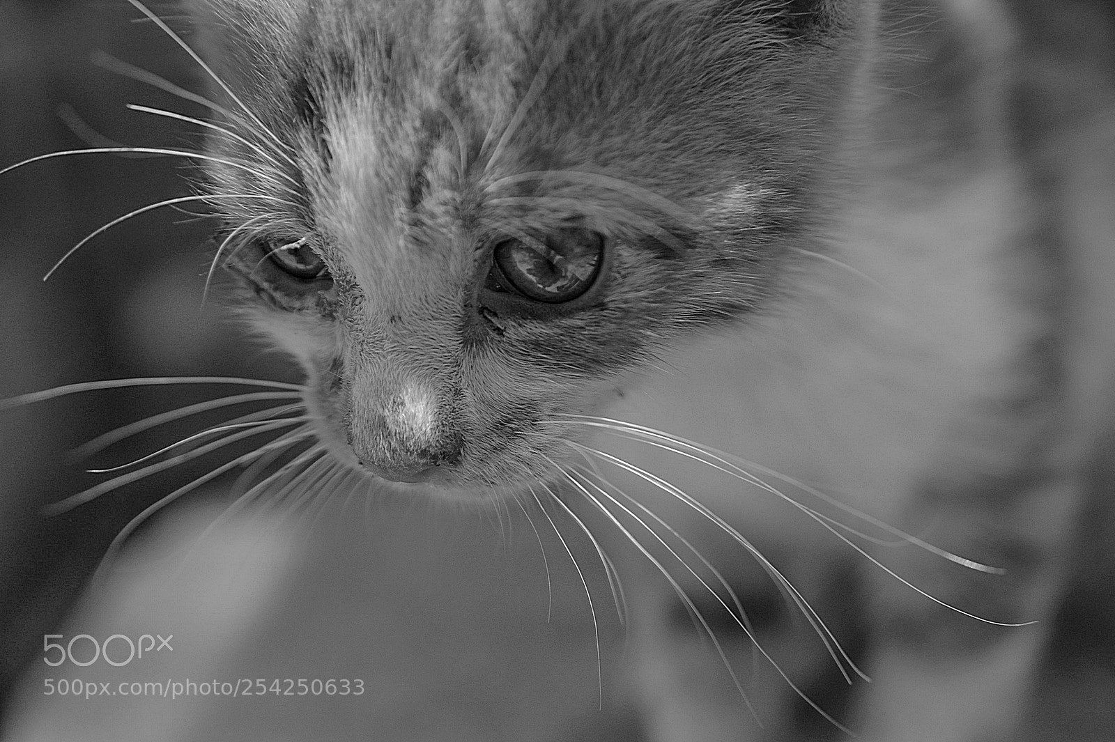 Nikon D700 sample photo. Kitten b&w 43 photography