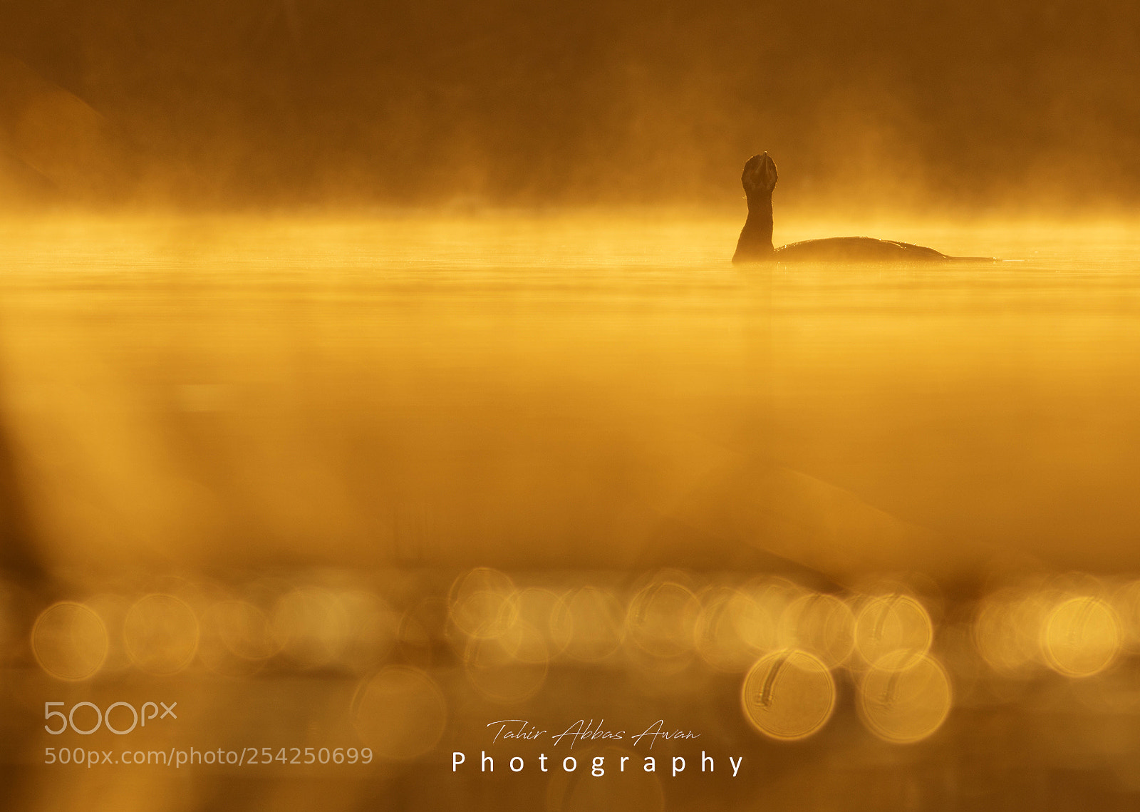 Canon EOS 7D Mark II sample photo. Great cormorant at sunrise photography