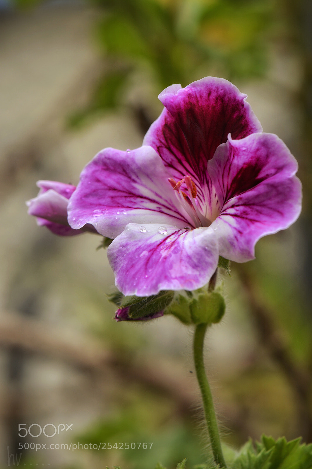 Nikon D7100 sample photo. Jouri photography