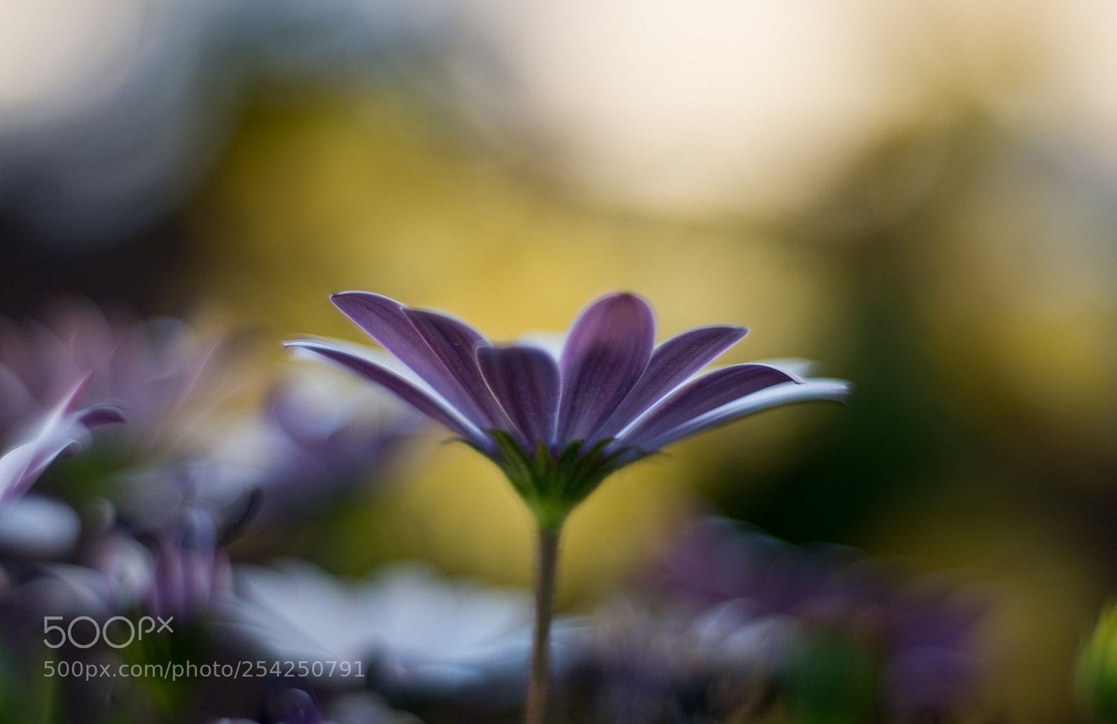 Nikon D610 sample photo. Bona primavera photography