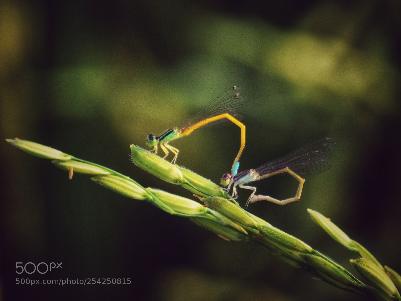 Nikon D3300 sample photo. Romance in the rice photography