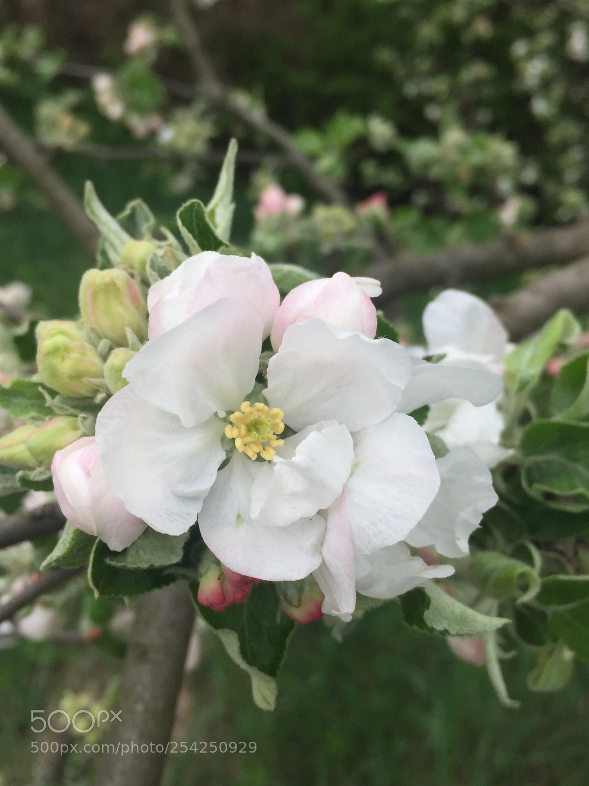 Apple iPhone 6 sample photo. Untitled photography