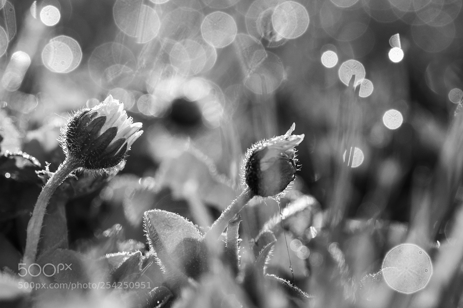 Fujifilm X-T1 sample photo. Hidden beauty photography