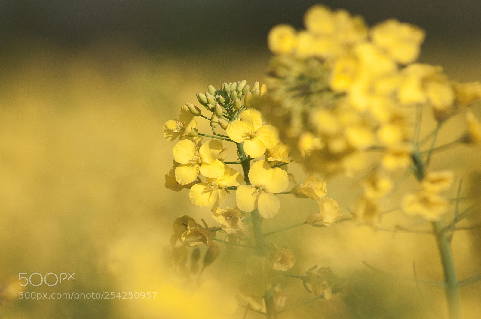 Nikon D300S sample photo. Yellow mood photography