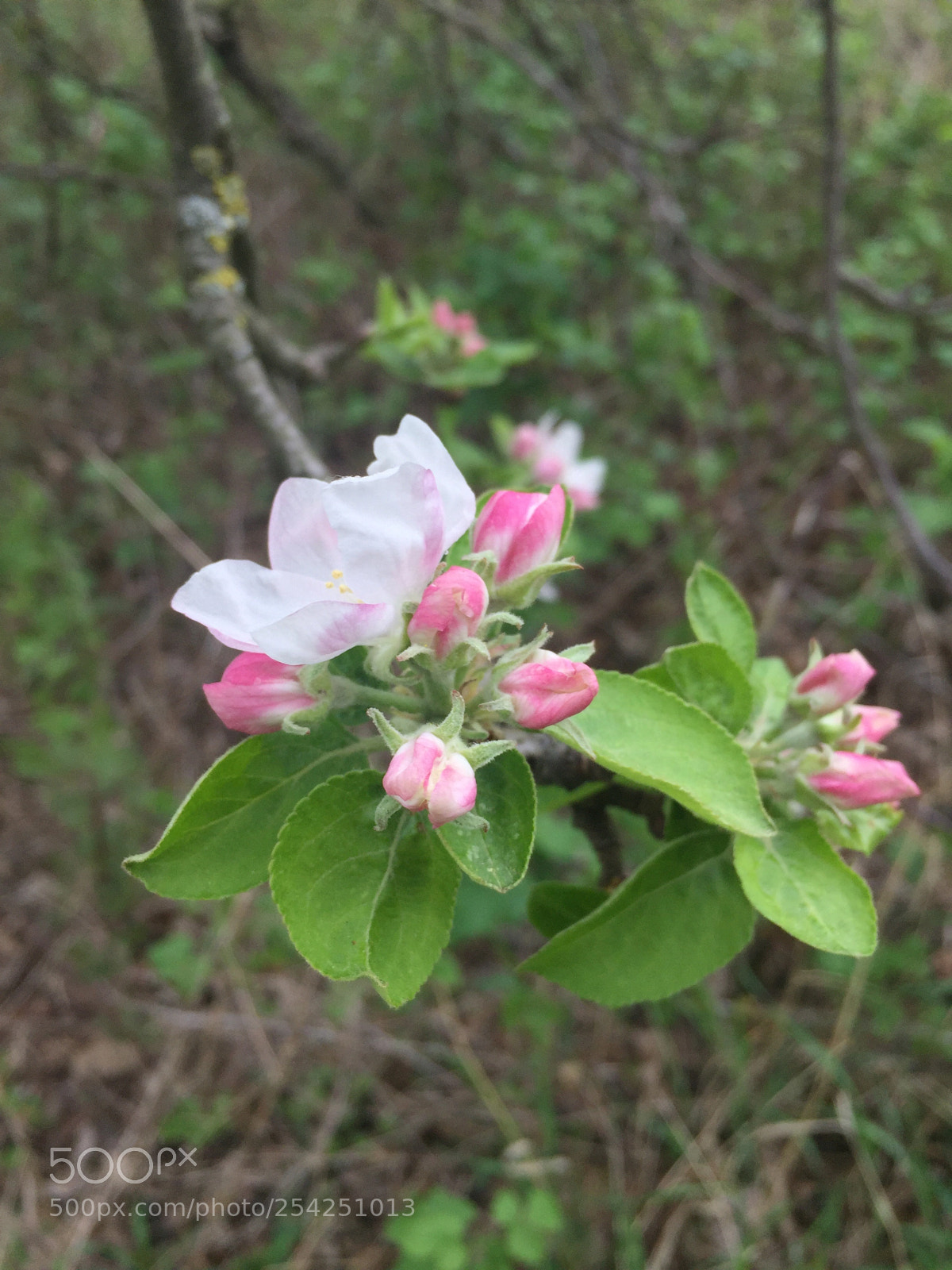 Apple iPhone 6 sample photo. Untitled photography