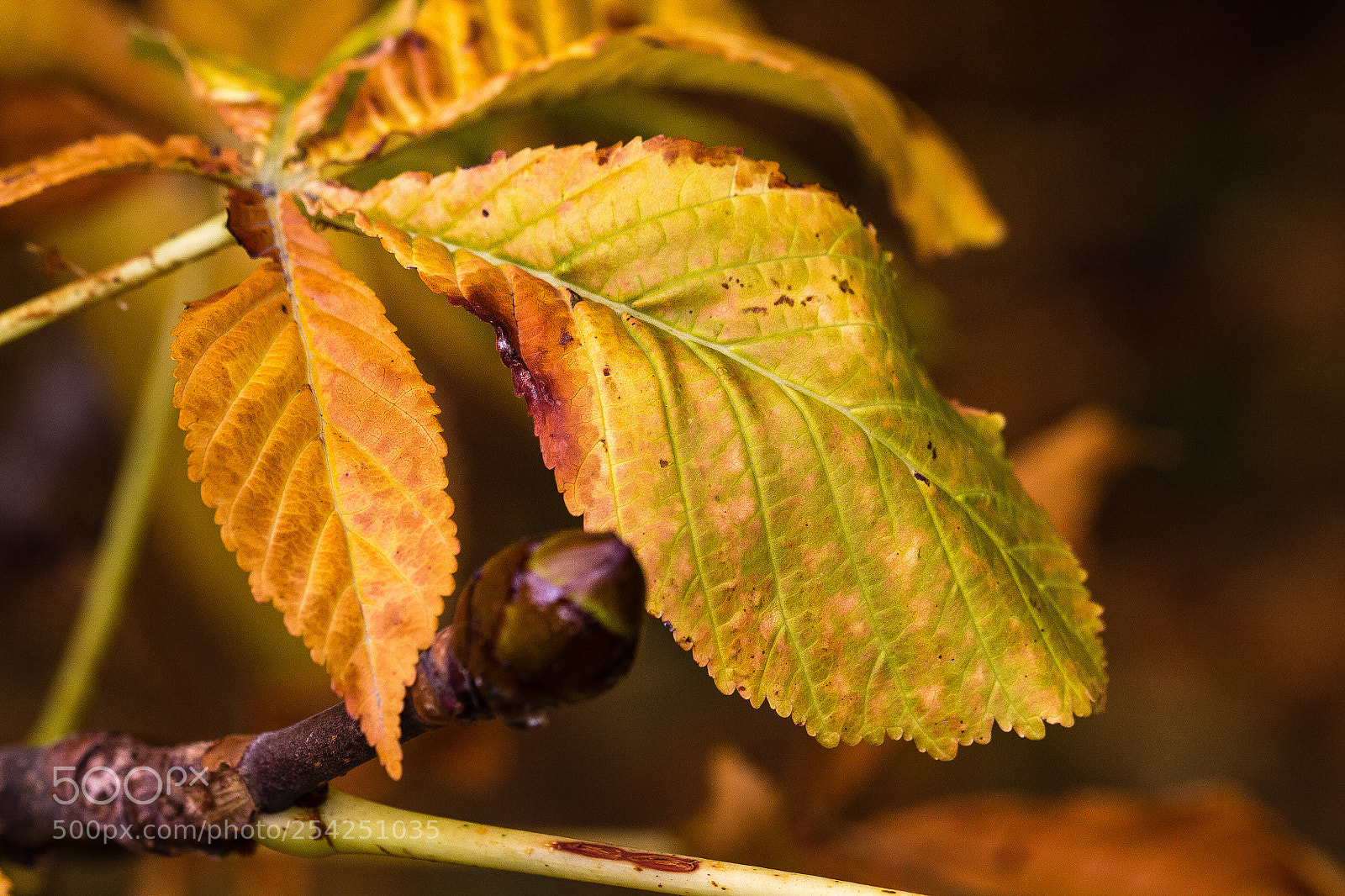 Canon EOS 60D sample photo. Horse chestnut tree leaf photography