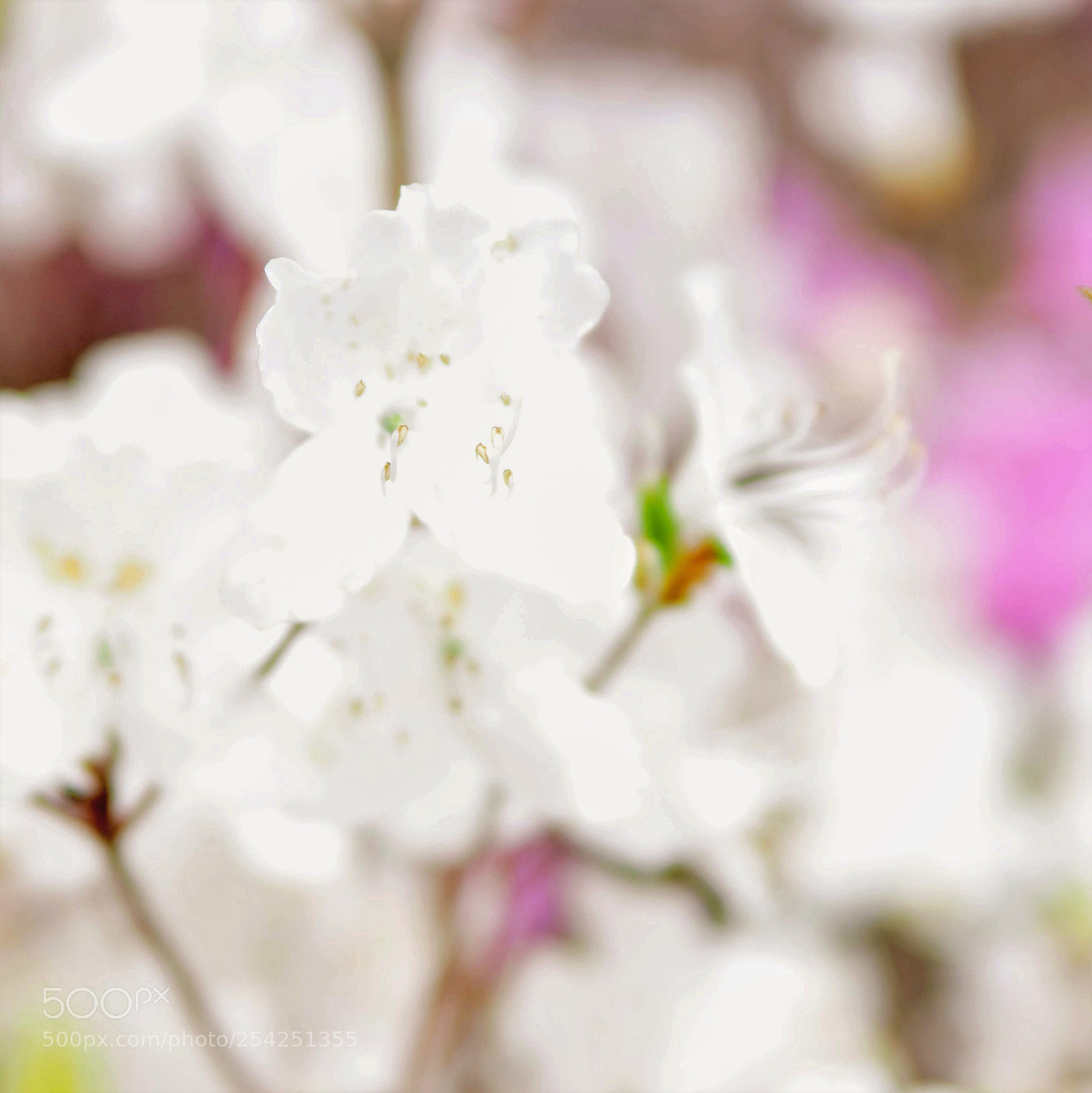 Canon EOS 600D (Rebel EOS T3i / EOS Kiss X5) sample photo. First love photography