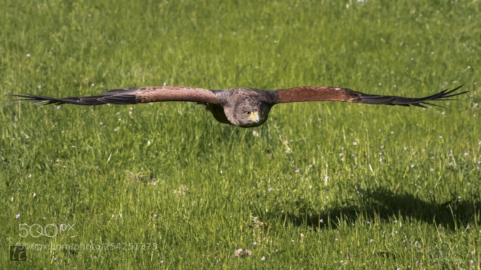 Canon EOS 7D Mark II sample photo. Sonoran harris hawk in photography
