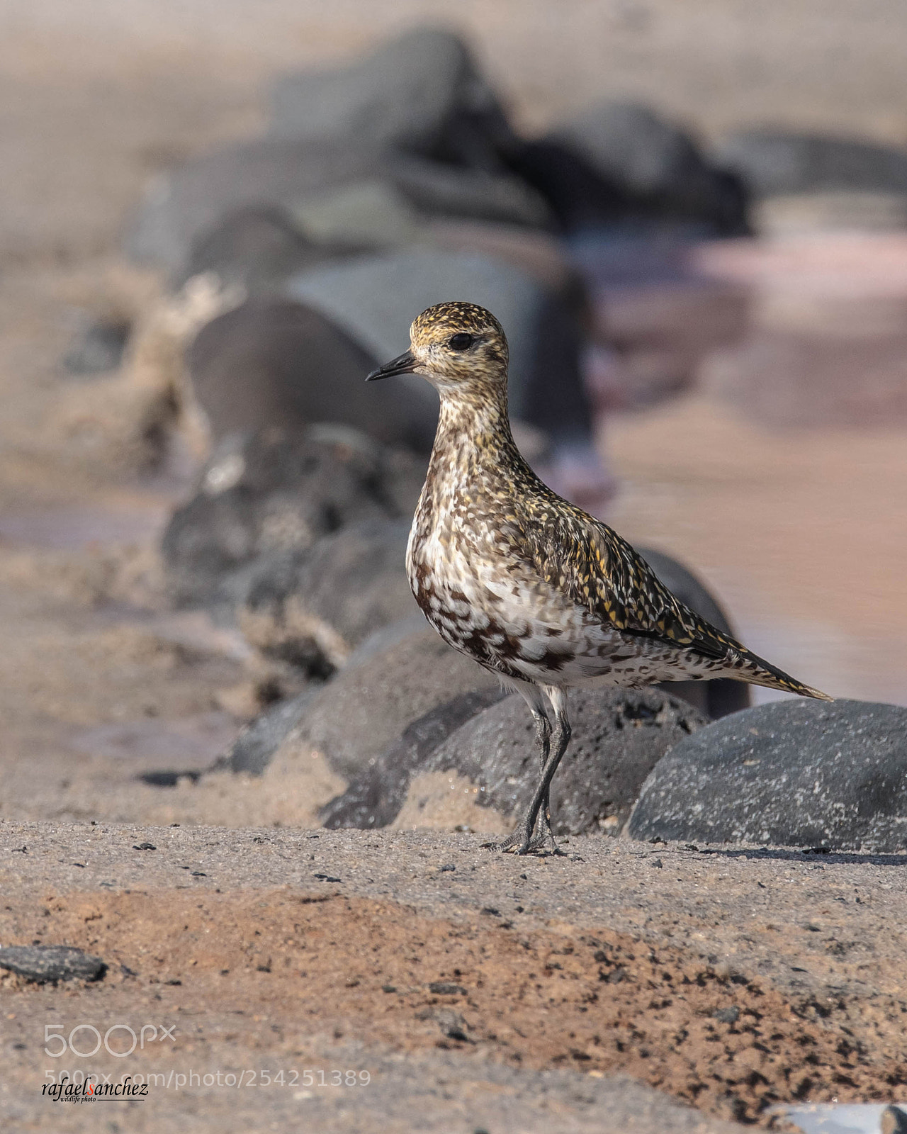 Canon EOS 5D Mark IV sample photo. Chorlito dorado - european photography