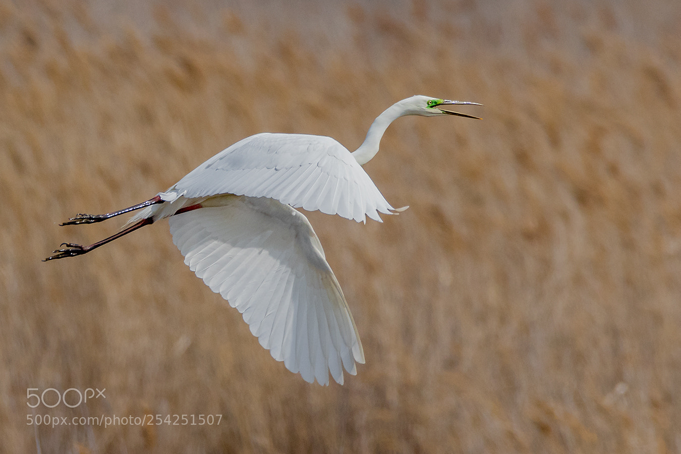 Canon EOS 7D Mark II sample photo. Silberreiher photography