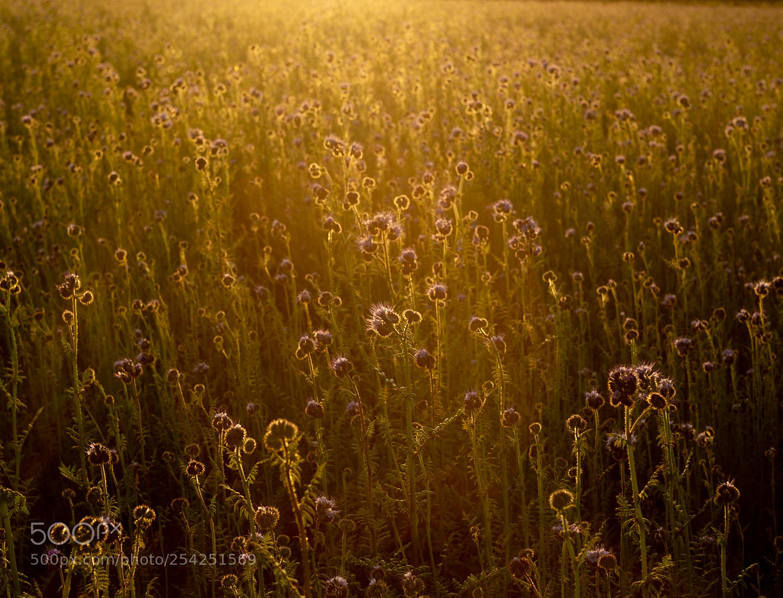 Canon EOS 6D sample photo. Fields of gold photography