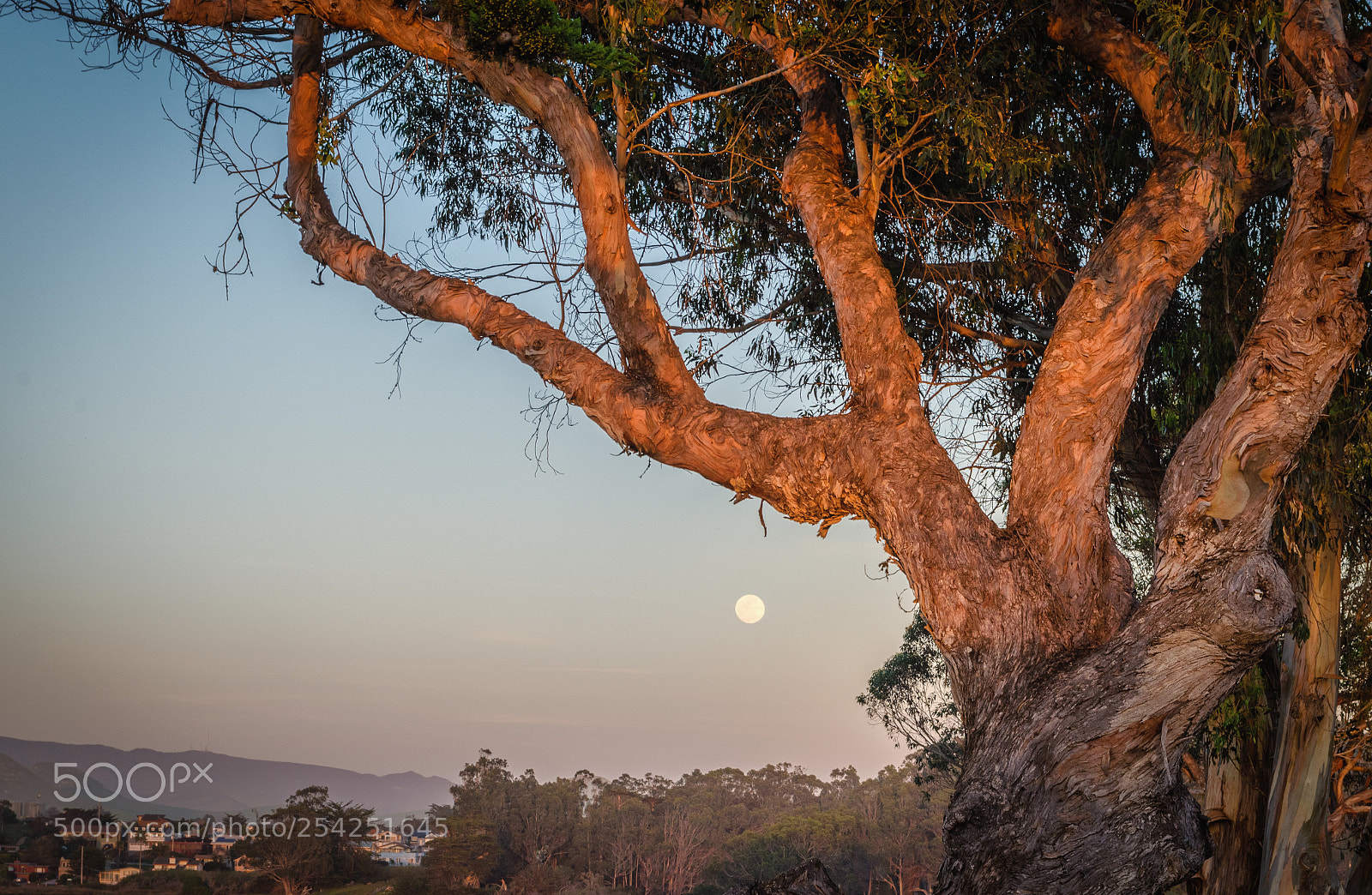 Nikon D5100 sample photo. Moon and tree photography
