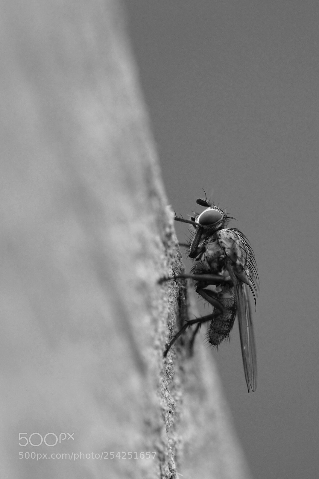 Olympus OM-D E-M5 II sample photo. Everything is a fly photography