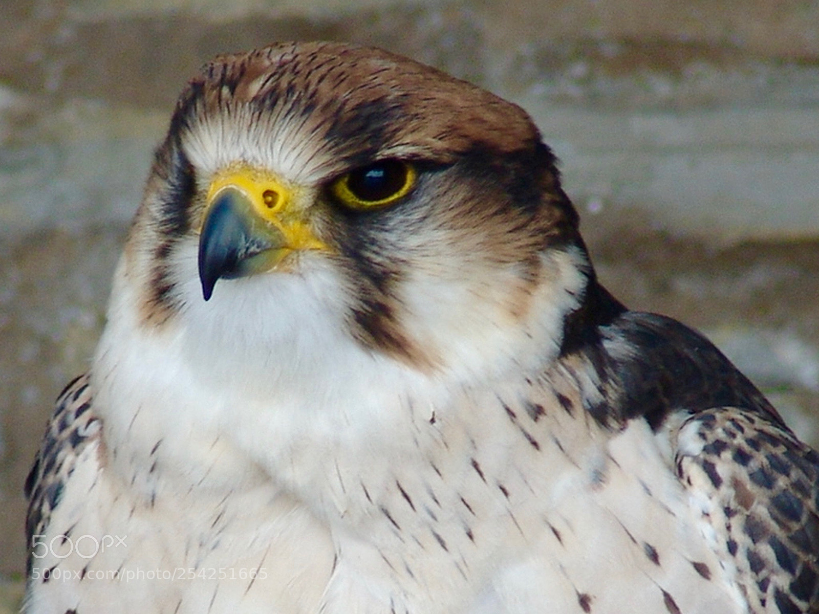 Sony DSC-F828 sample photo. Eye and beak photography