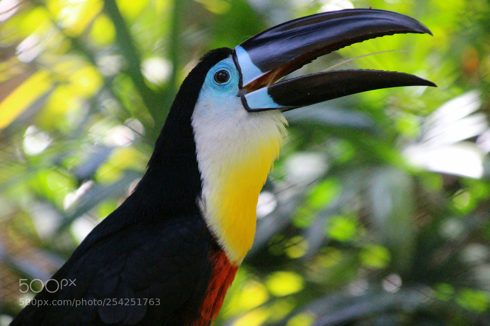 Canon EOS 100D (EOS Rebel SL1 / EOS Kiss X7) sample photo. Toucan photography