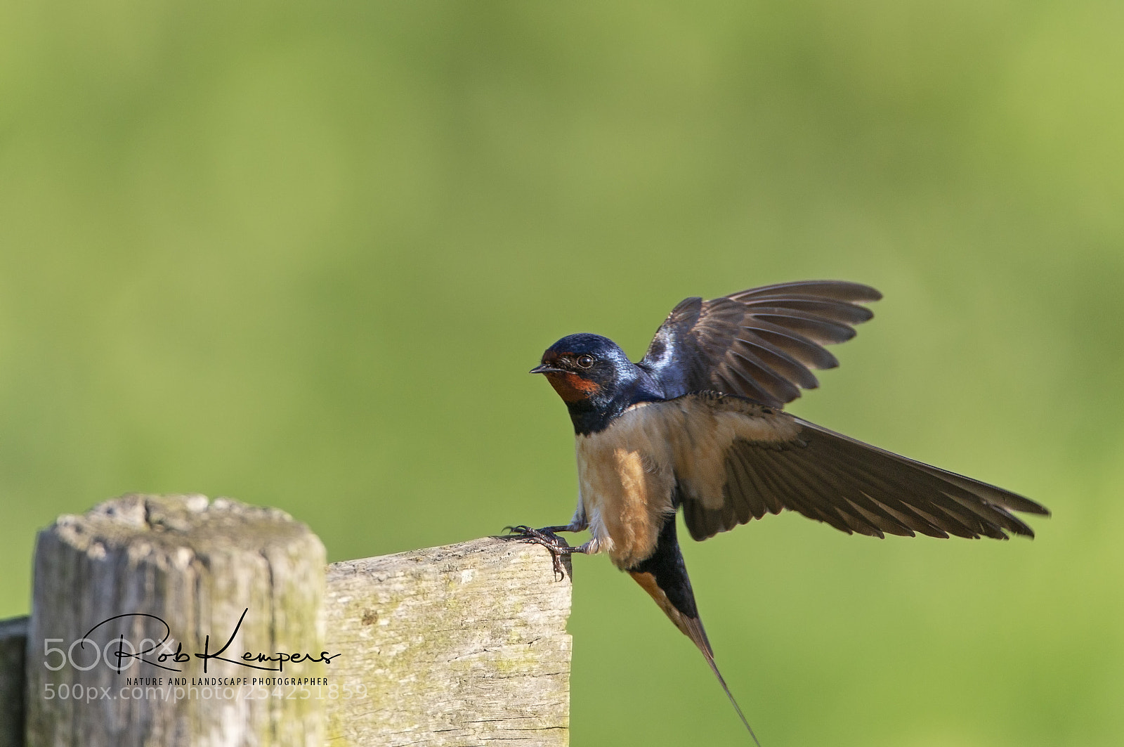 Canon EOS-1D X sample photo. Barn swallow photography