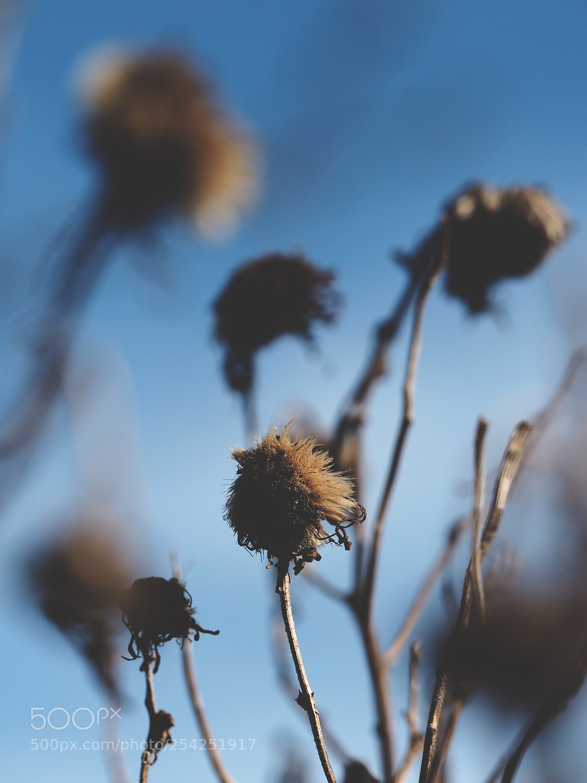 Olympus OM-D E-M5 II sample photo. Blue balls photography