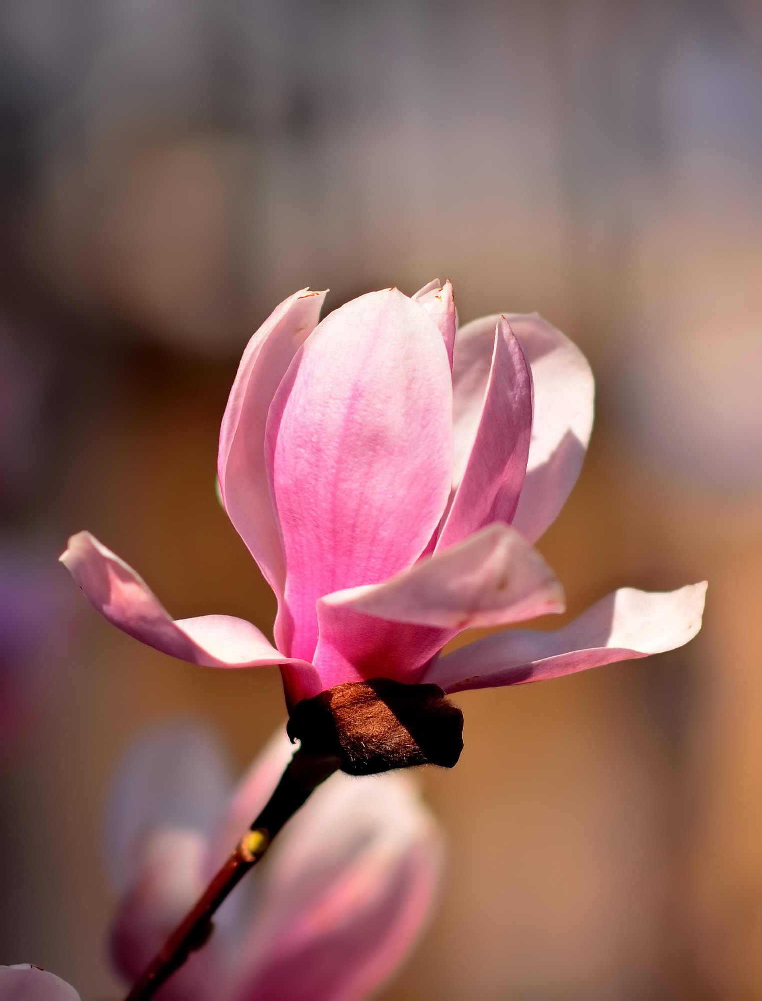 Nikon D5100 + Nikon AF-S Nikkor 85mm F1.8G sample photo. Весенняя красотка photography