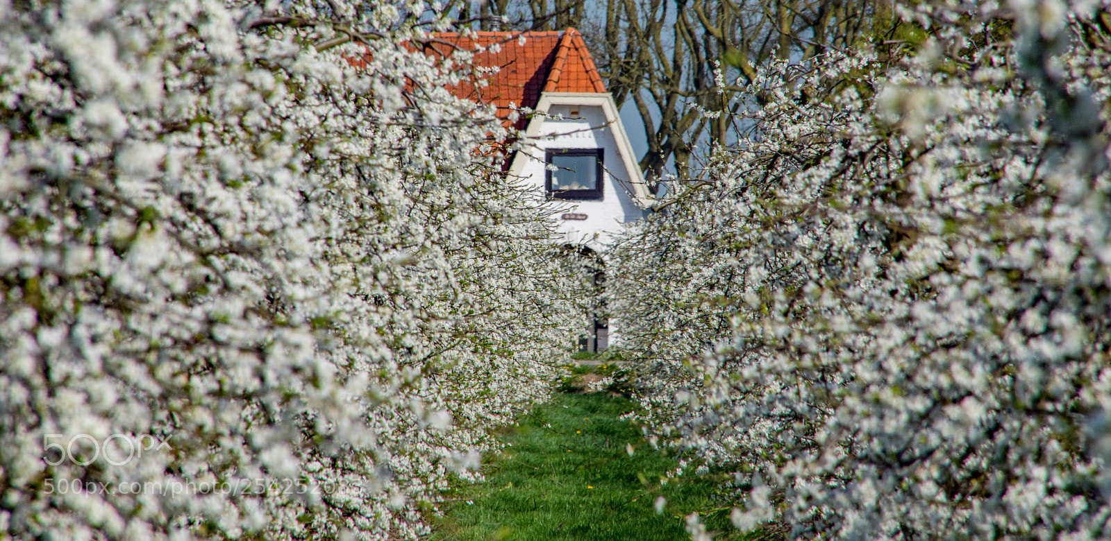 Nikon D7200 sample photo. View on blossom photography
