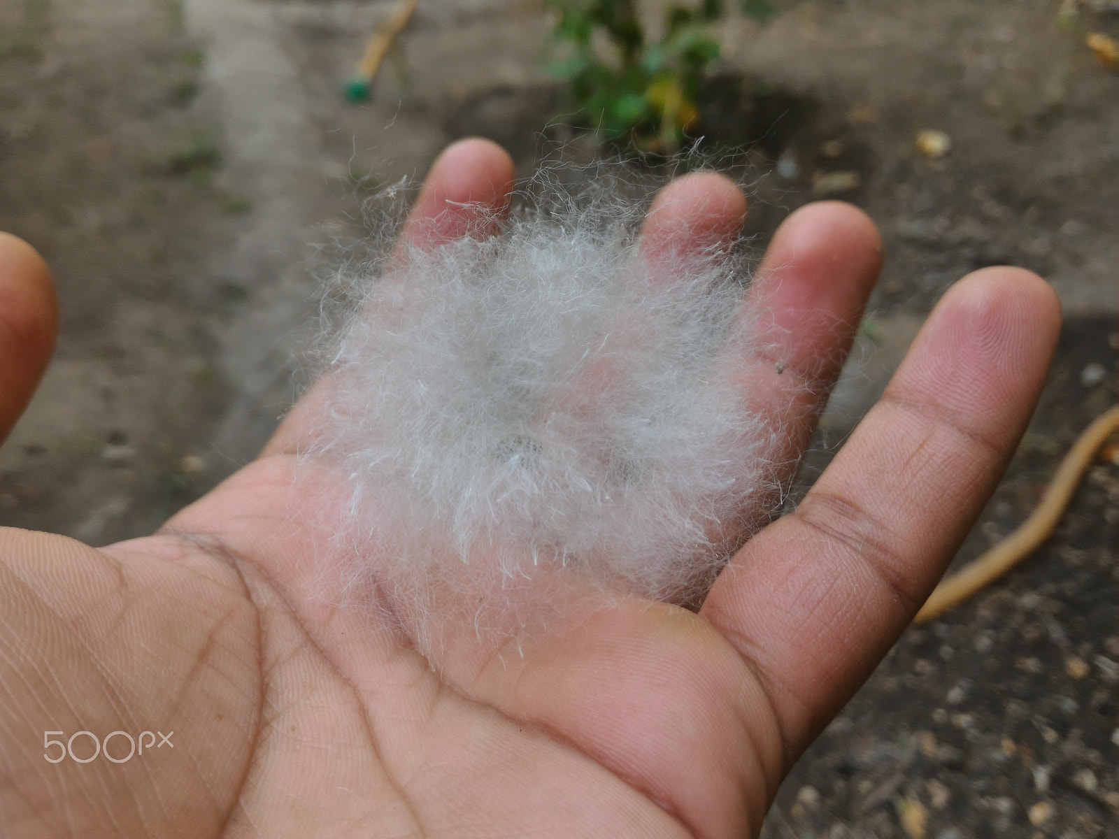 ASUS ZenFone 2 (ZE551ML) sample photo. Jpeg photography
