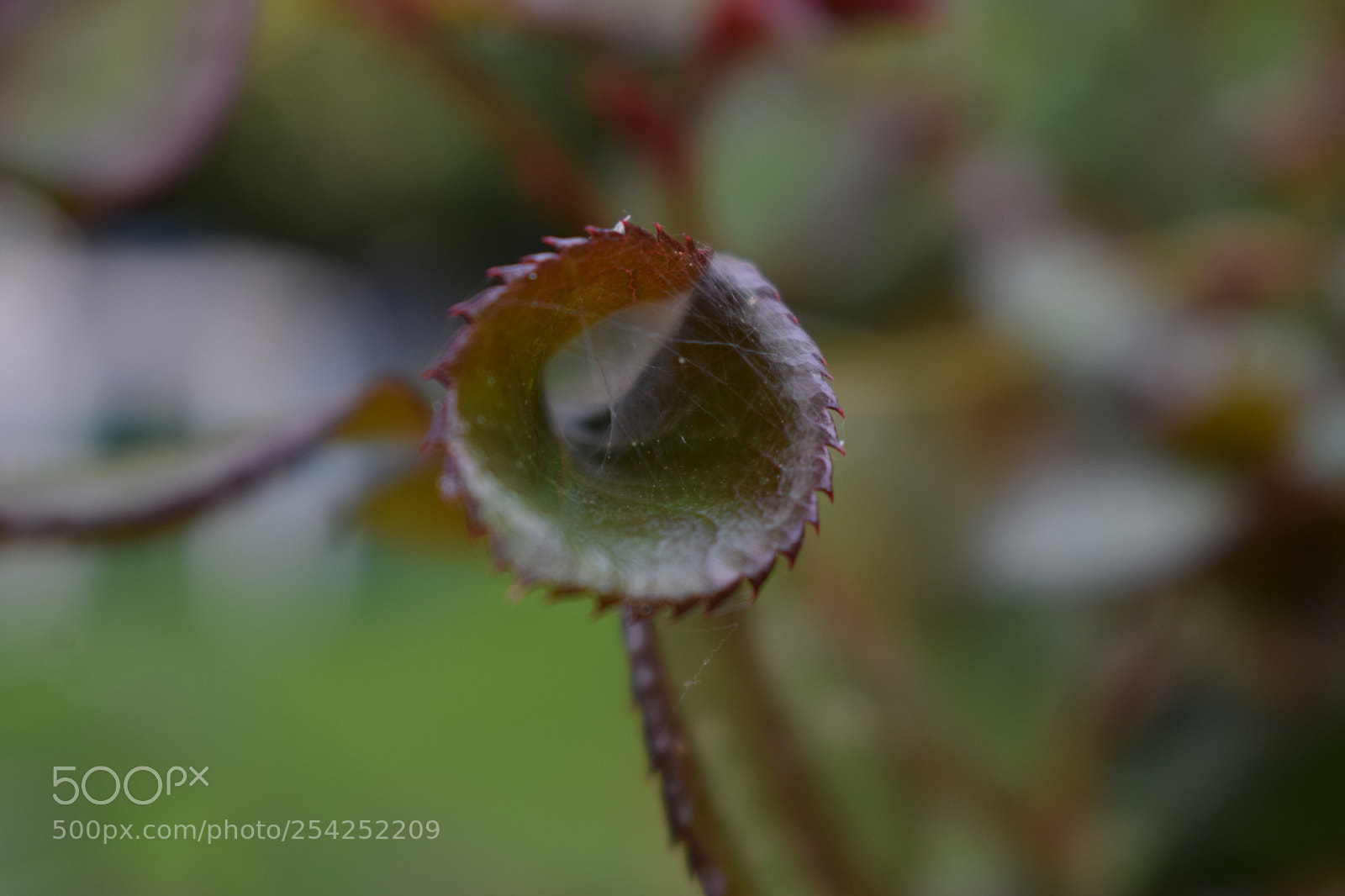Nikon D3300 sample photo. Rose photography