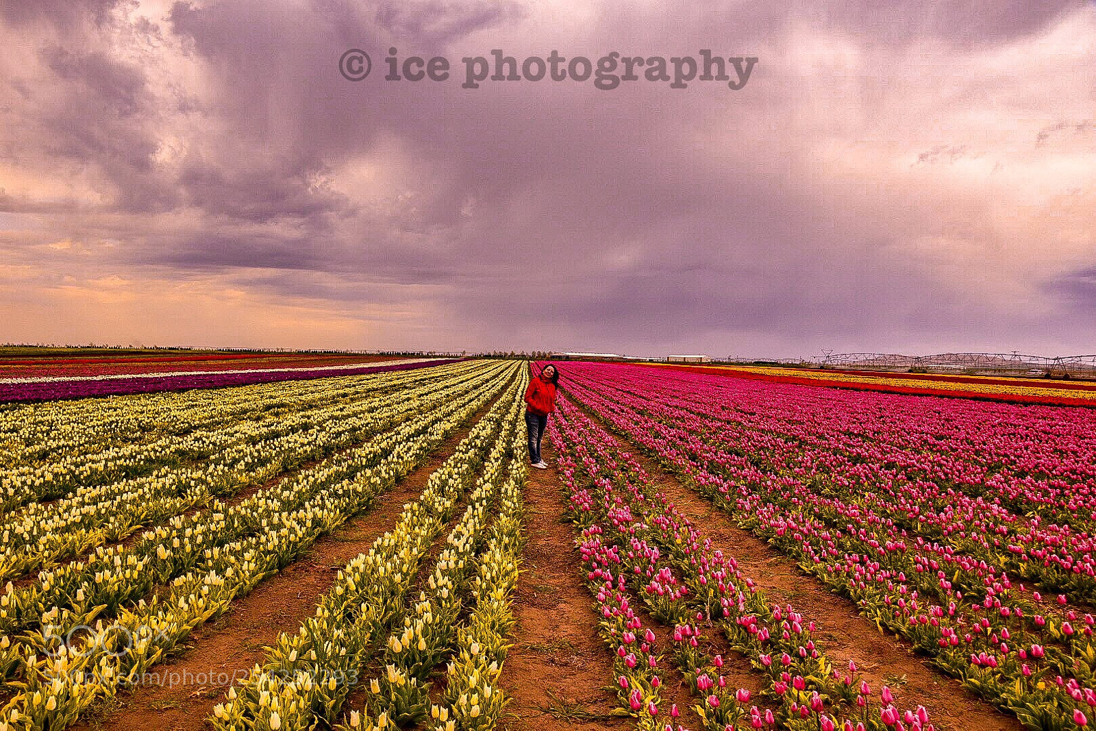 Nikon D7200 sample photo. Tulips photography