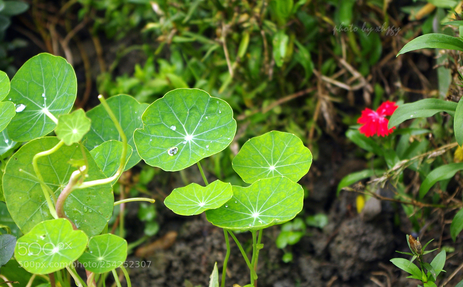 Pentax K-r sample photo. 红花绿叶 photography