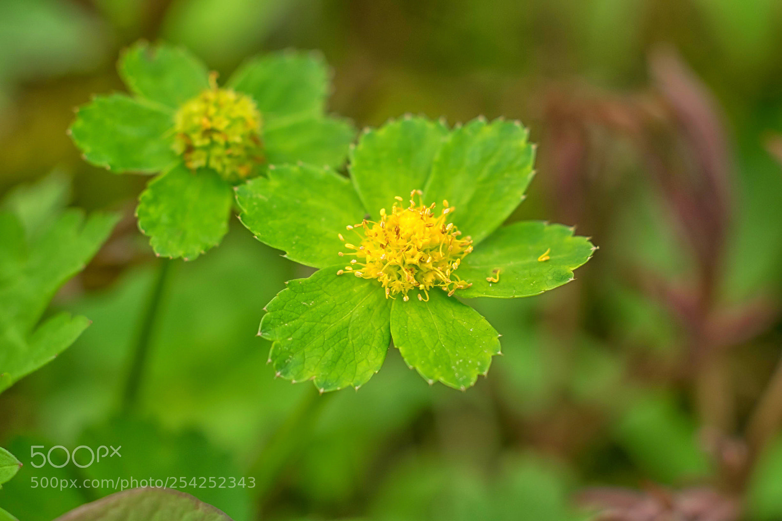 Fujifilm X-T1 sample photo. Green vs yellow photography