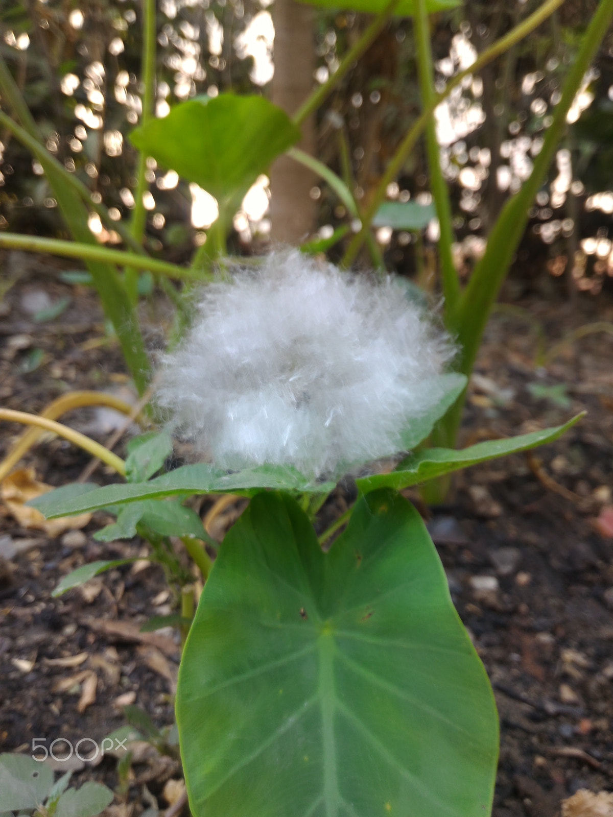 ASUS ZenFone 2 (ZE551ML) sample photo. Jpeg photography