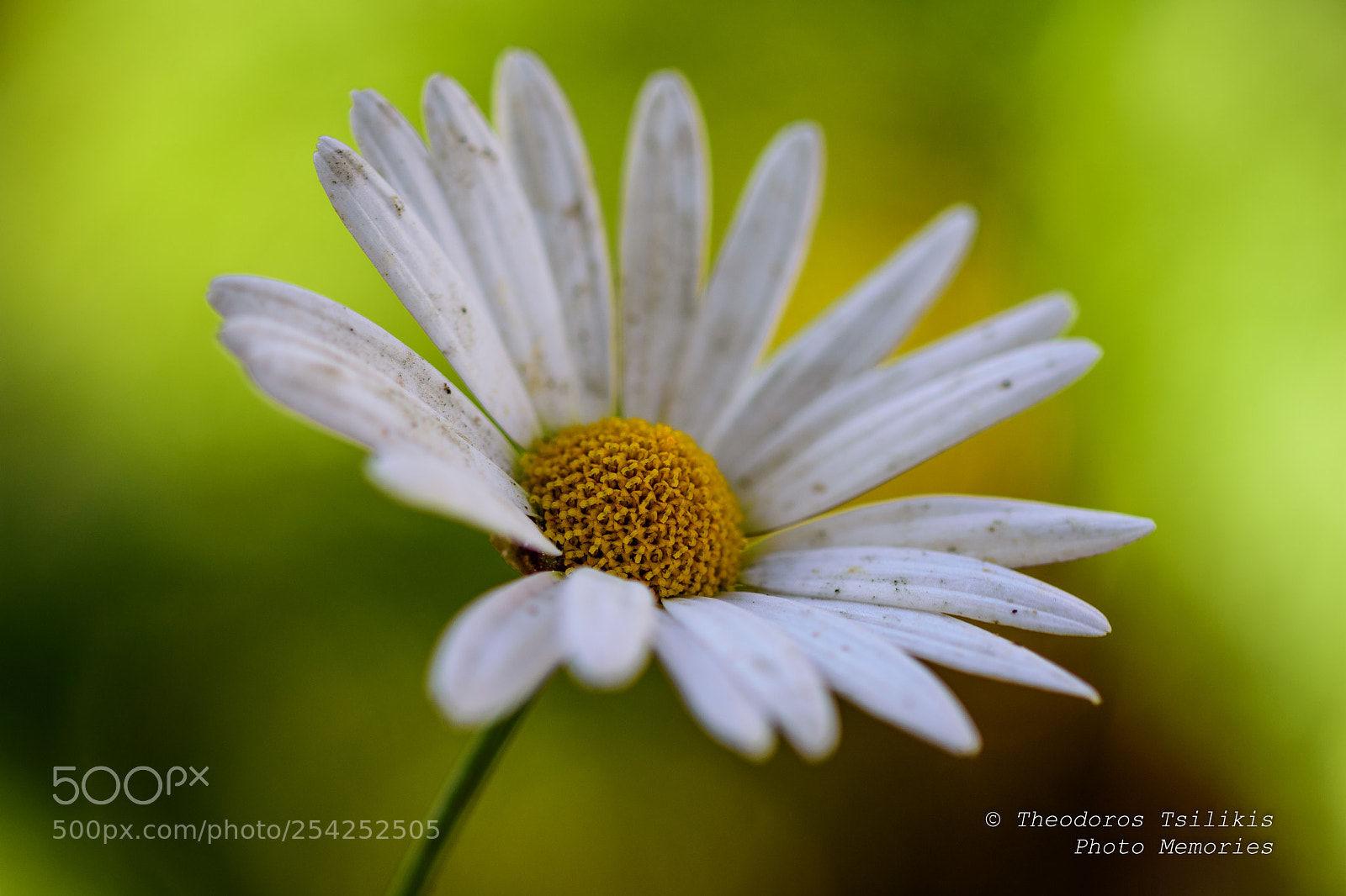 Nikon D7200 sample photo. Pollen and petals photography