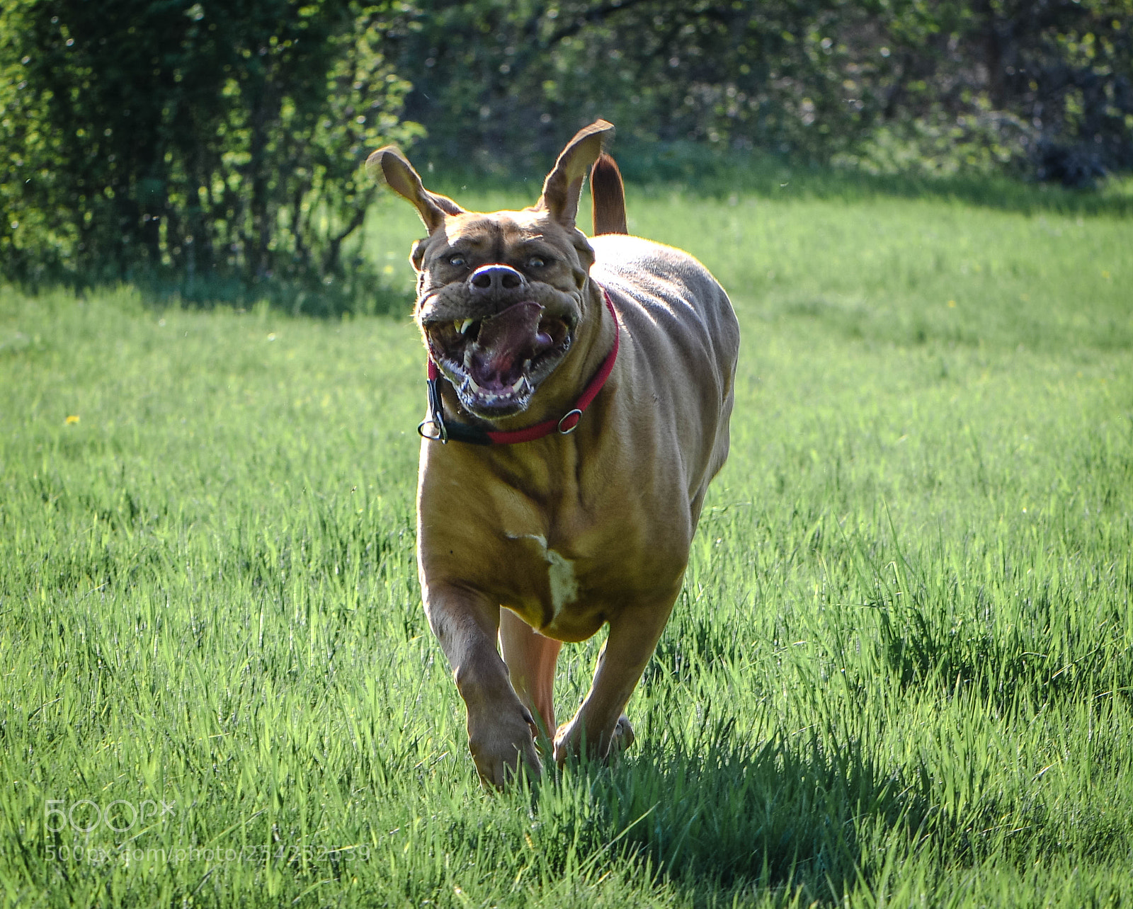 Nikon D500 sample photo. Happy dog photography