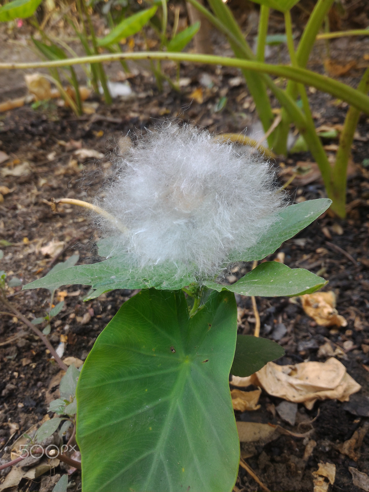ASUS ZenFone 2 (ZE551ML) sample photo. Jpeg photography