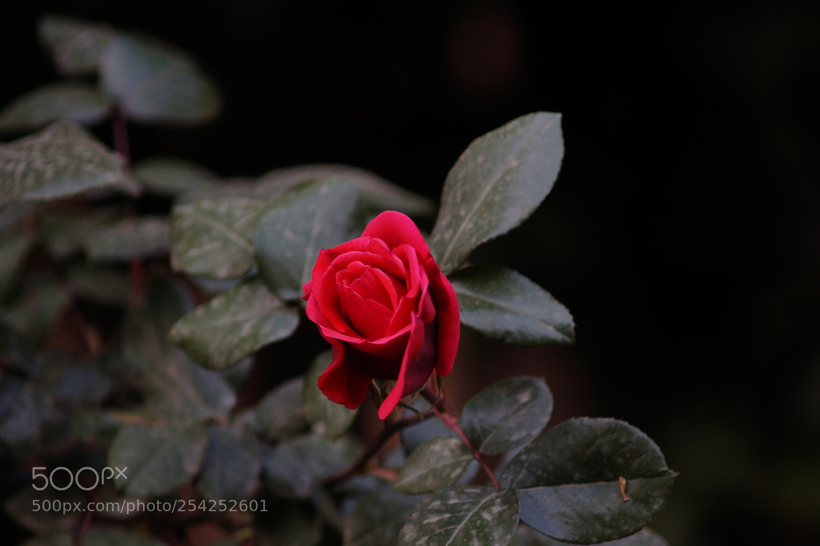 Sony SLT-A77 sample photo. Red... photography