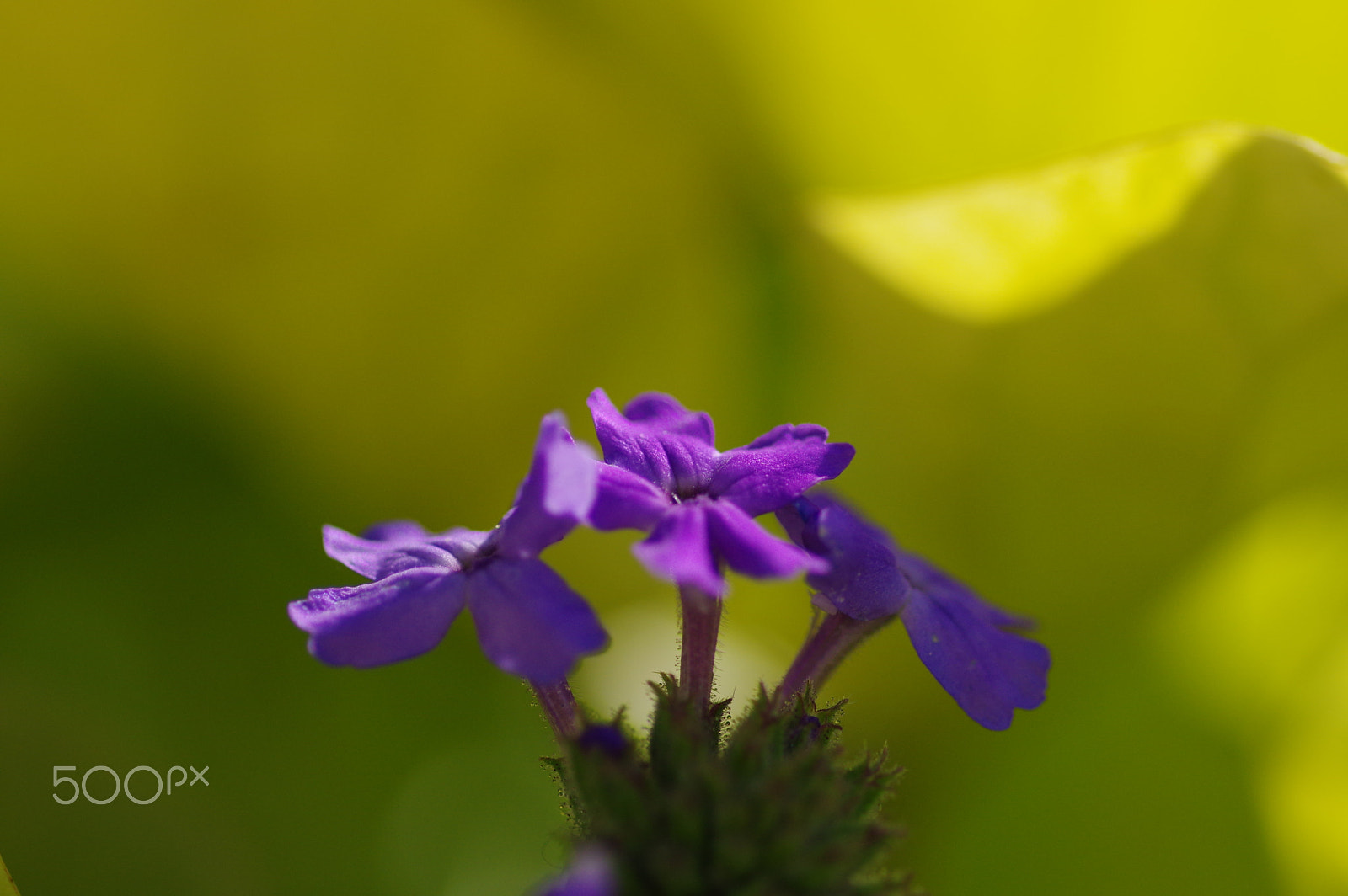 Pentax K-3 II sample photo. Purple and green photography