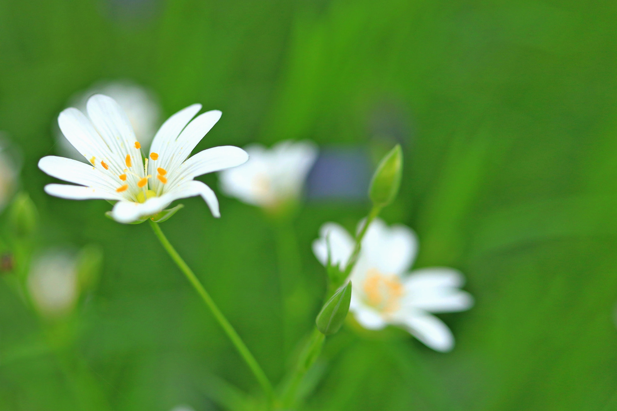 Canon EF-S 24mm F2.8 STM sample photo. Fleurs des bois photography