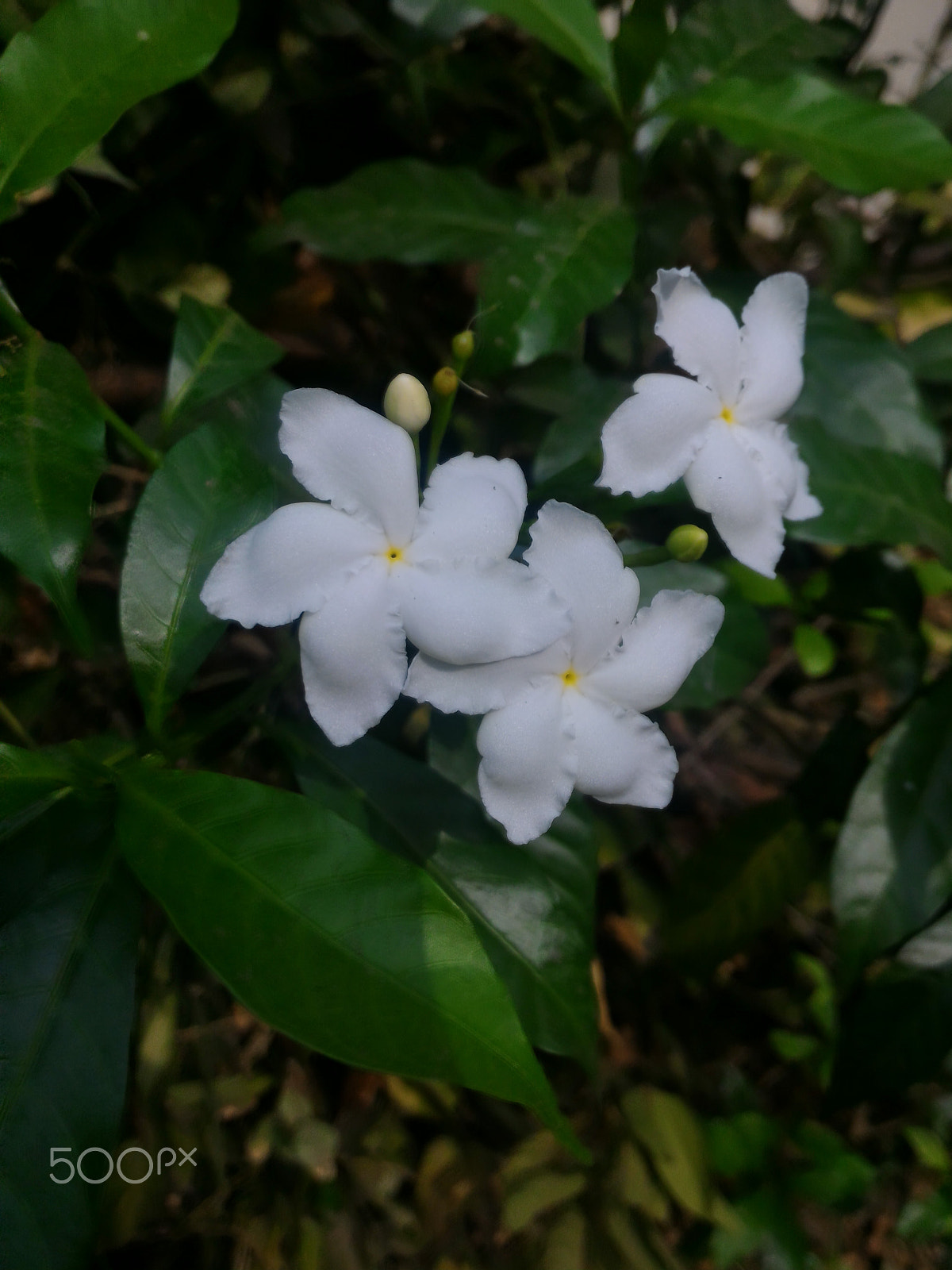 ASUS ZenFone 2 (ZE551ML) sample photo. Jpeg photography
