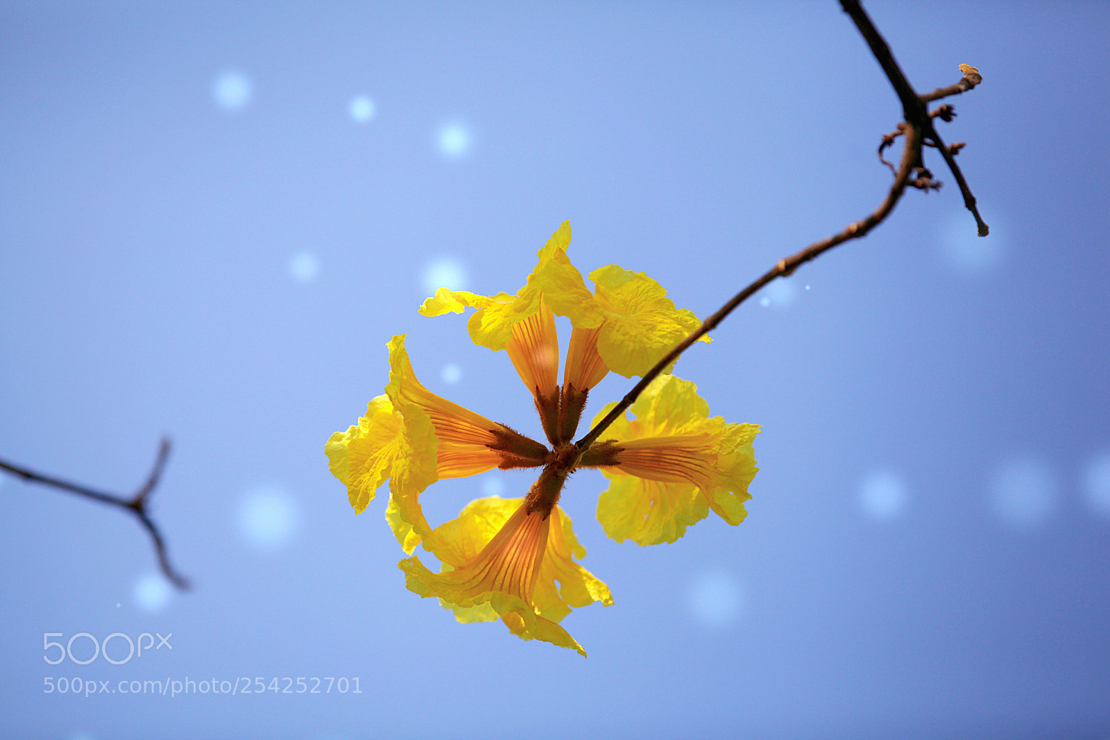 Canon EOS 5D Mark II sample photo. Tabebuia chrysantha photography