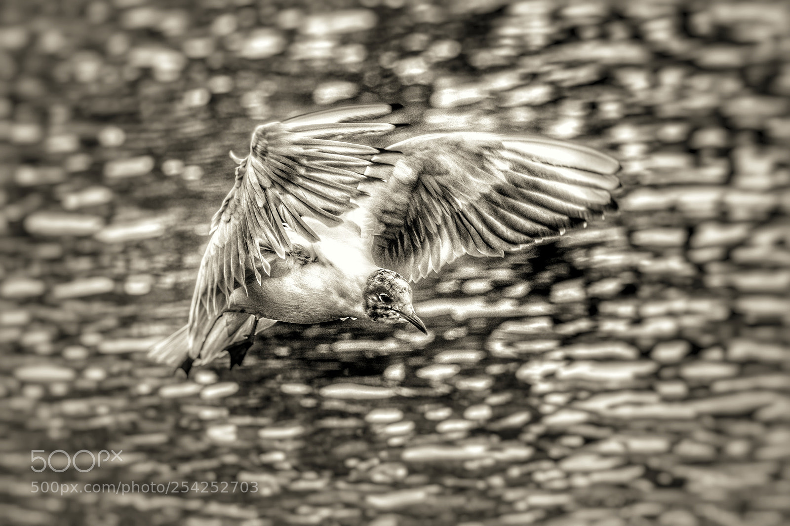 Nikon D500 sample photo. Feathers photography