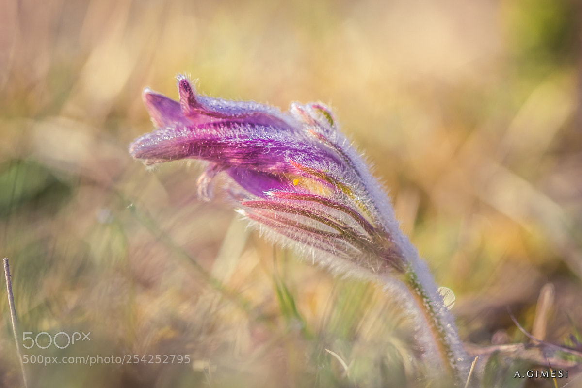 Canon EOS 80D sample photo. Flower photography